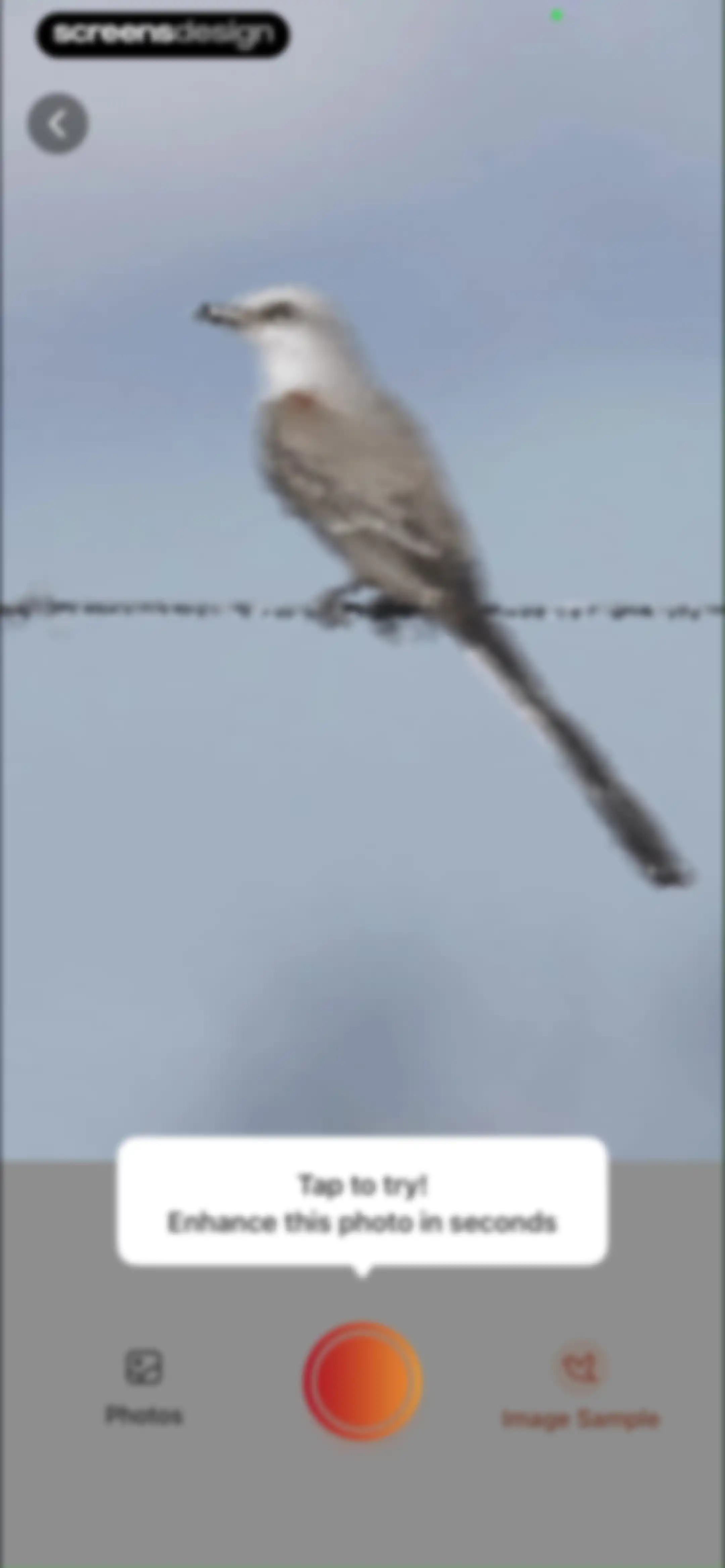 Picture Bird: Bird identifier screen 83