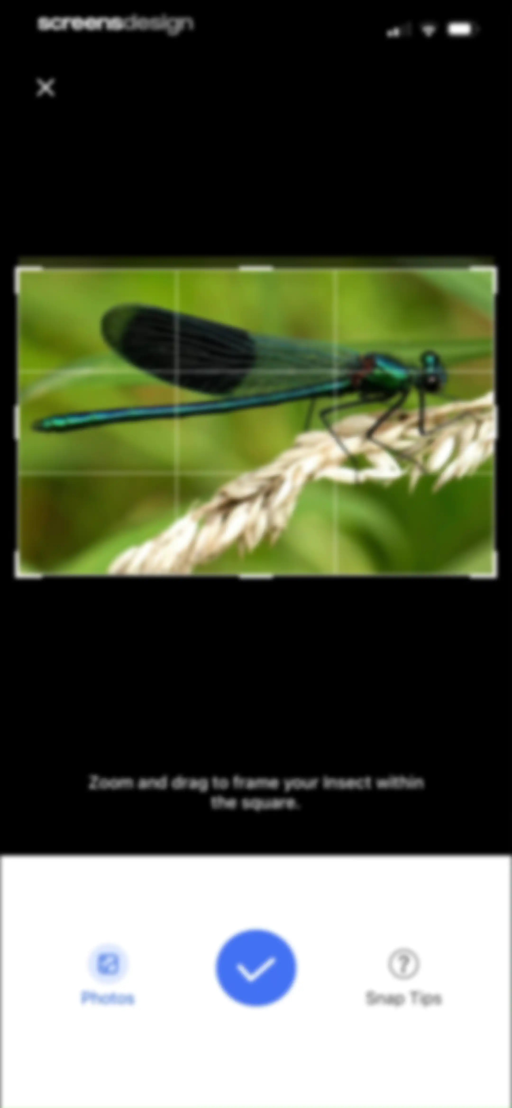 Picture Insect: Bug Identifier screen 92