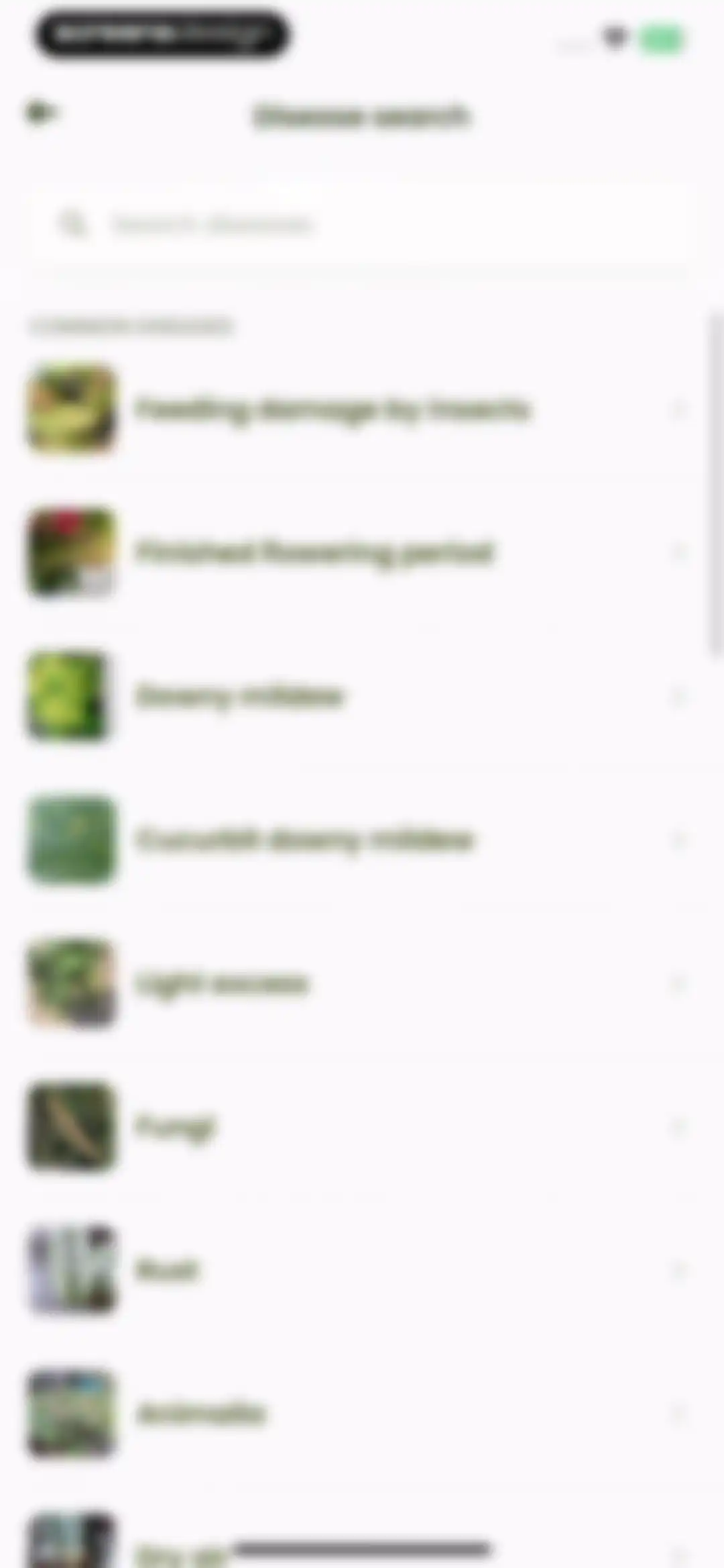 Plant Identifier & Care: Ficus screen 108