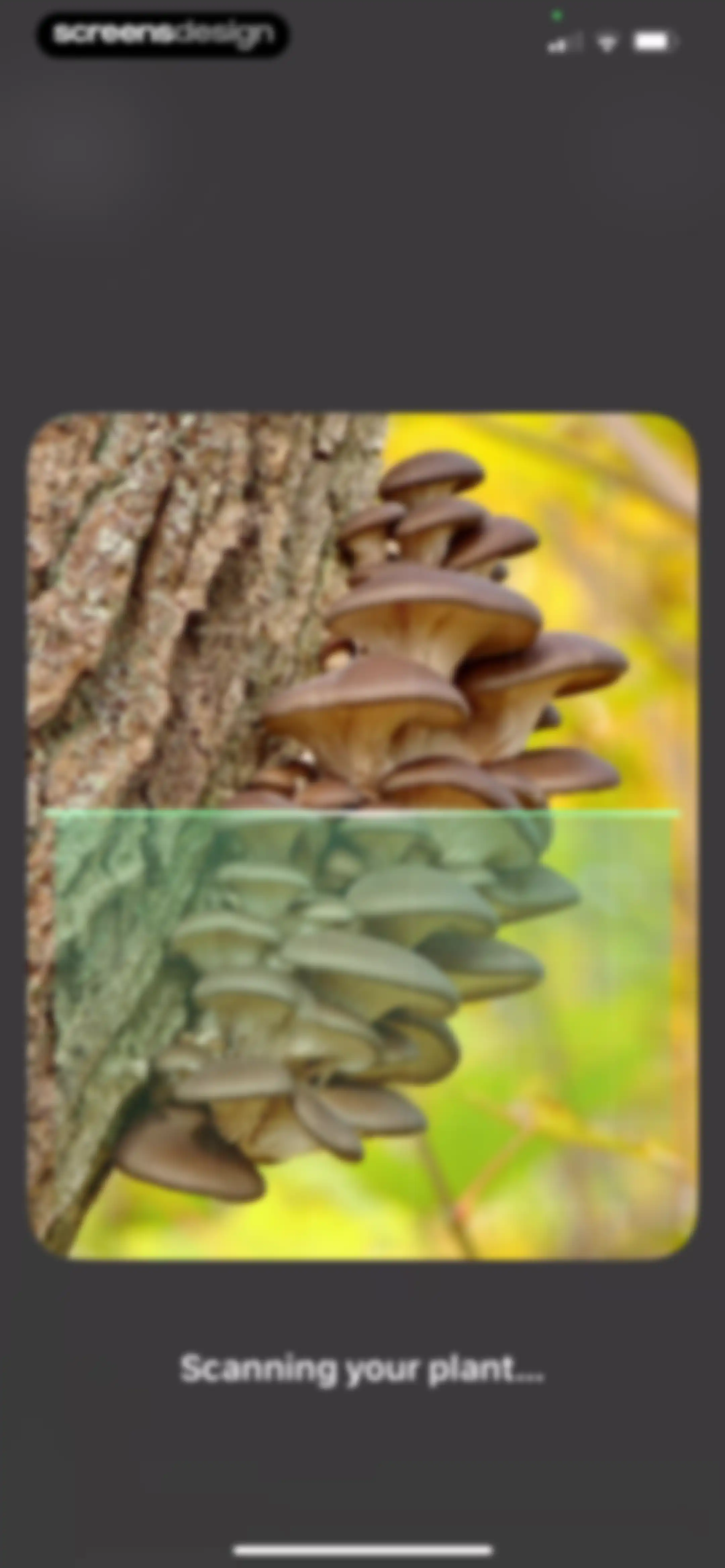 Blossom - Plant Care Guide screen 170