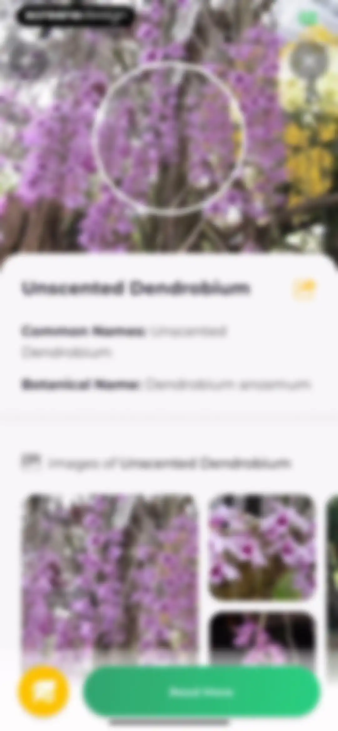 Plant Identifier: LeafSnap screen 21