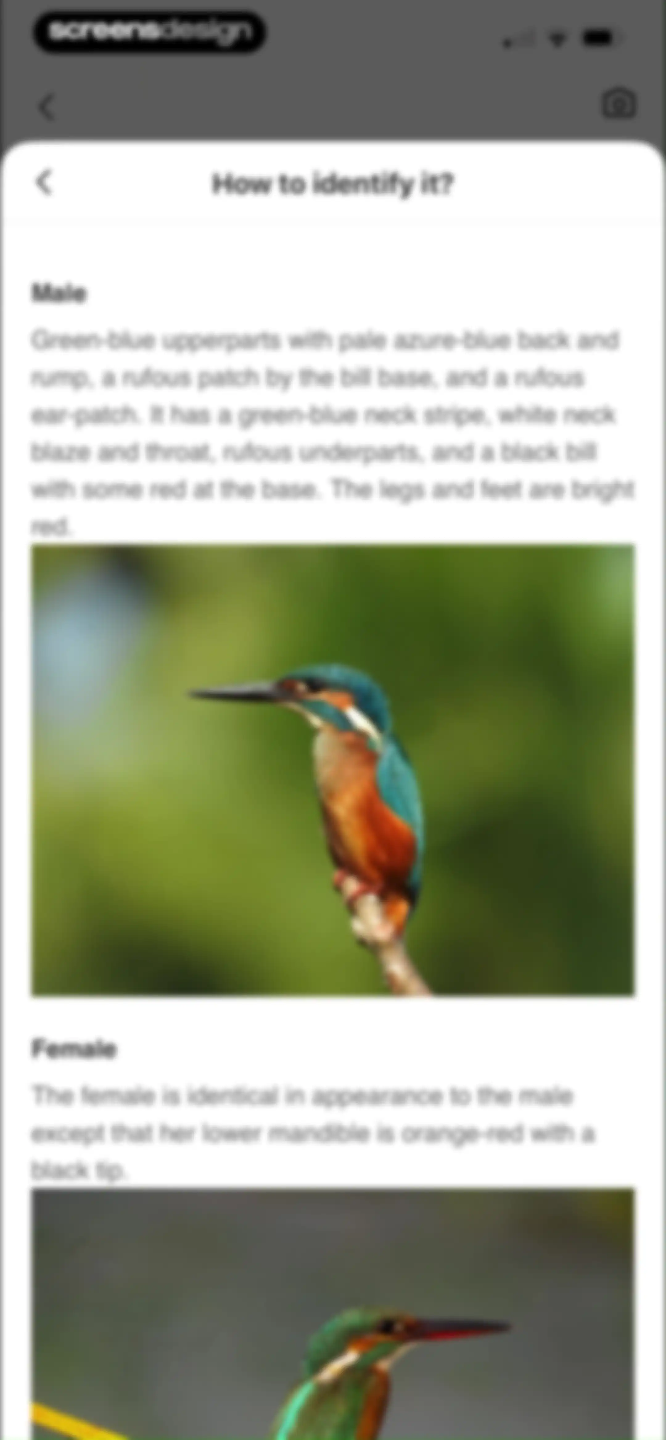 Picture Bird: Bird identifier screen 41