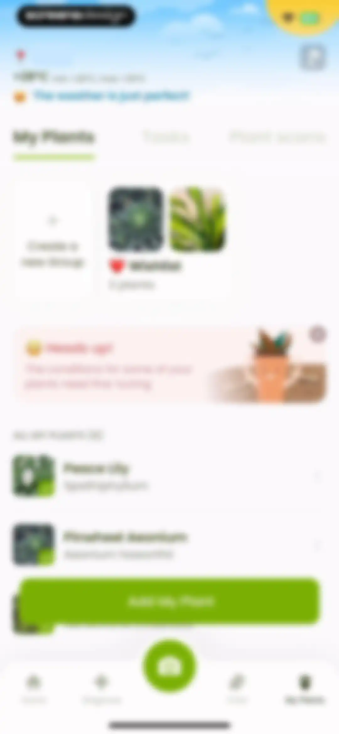 Plant Identifier & Care: Ficus screen 114