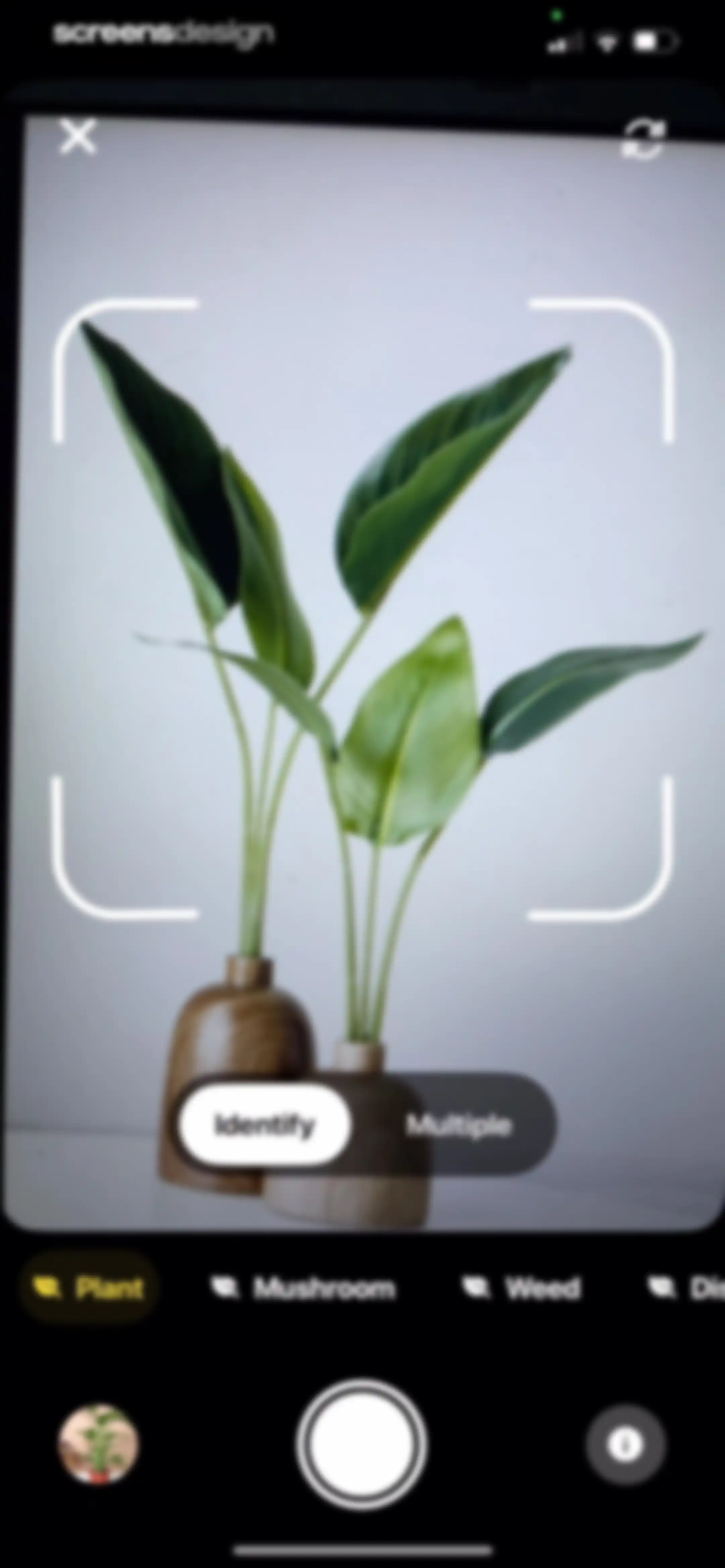 Plant App: Plant Identifier screen 38