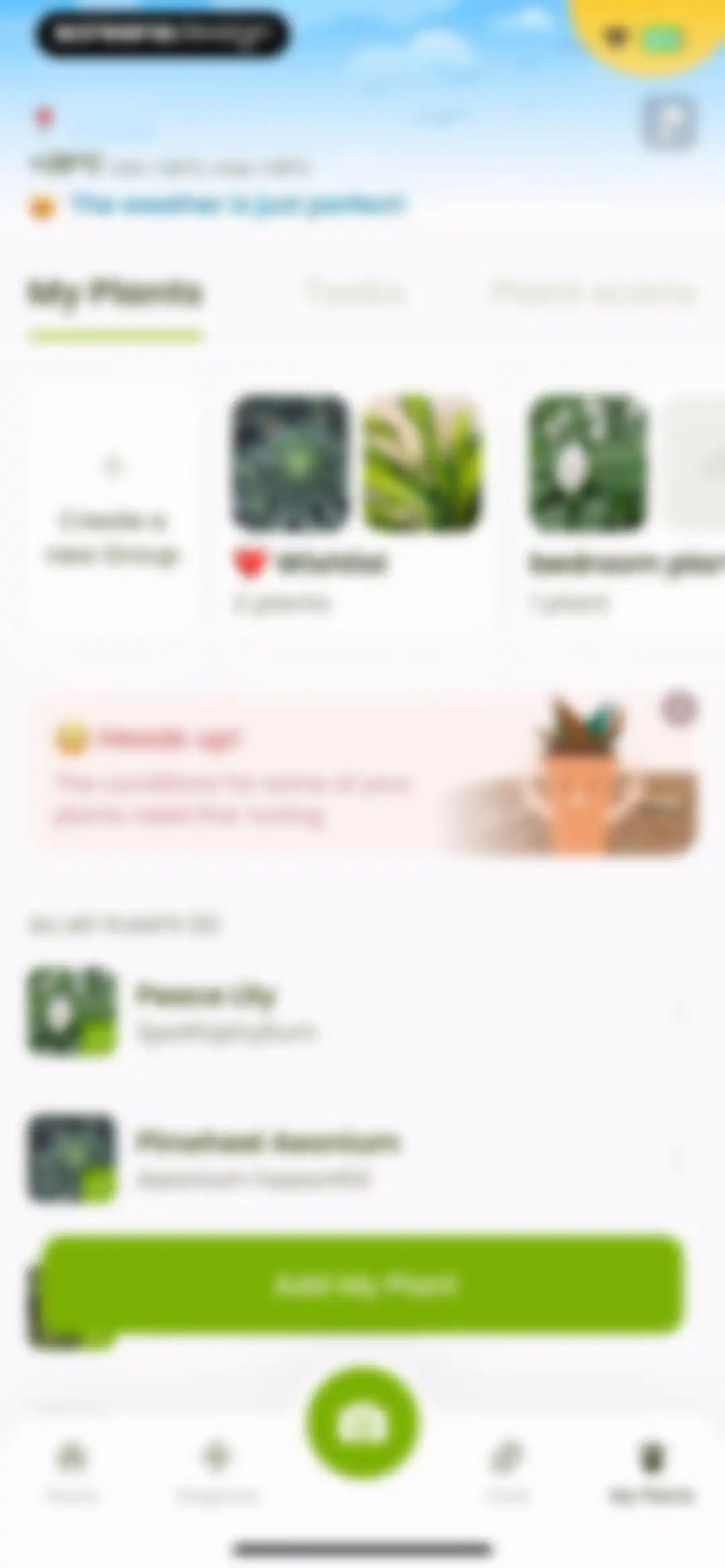 Plant Identifier & Care: Ficus screen 125