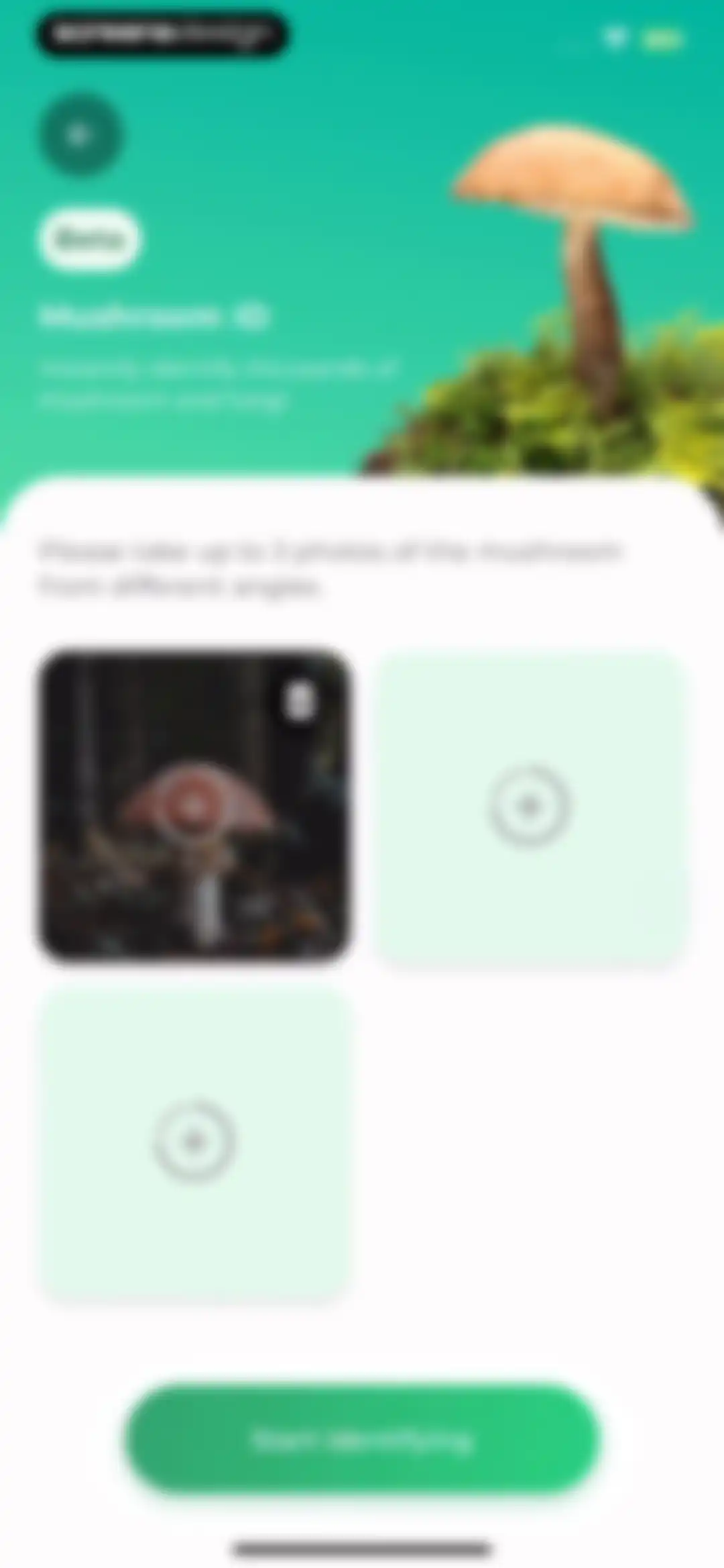 Plant Identifier: LeafSnap screen 81
