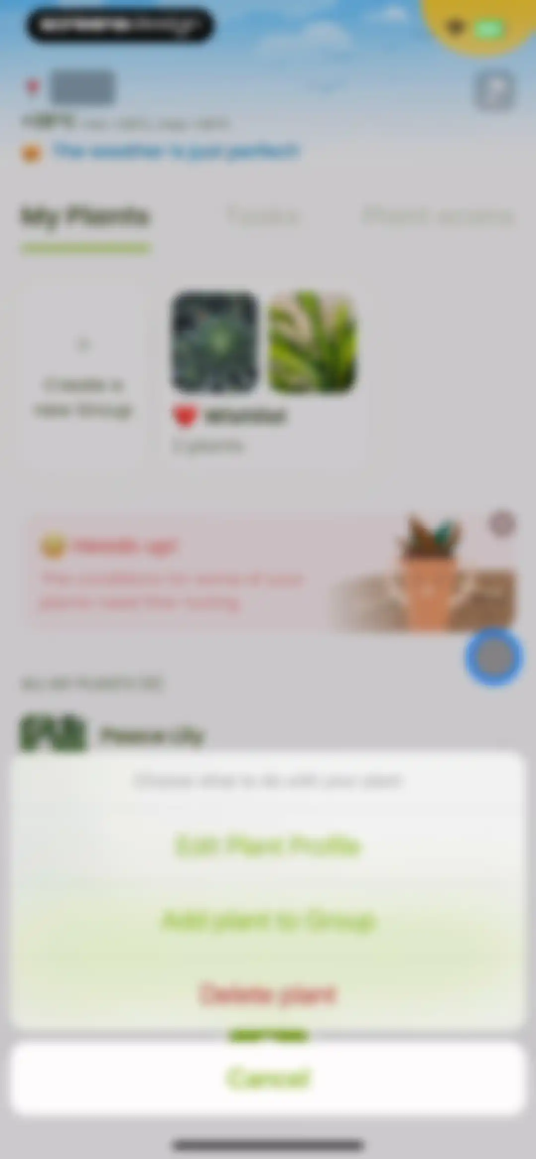 Plant Identifier & Care: Ficus screen 122