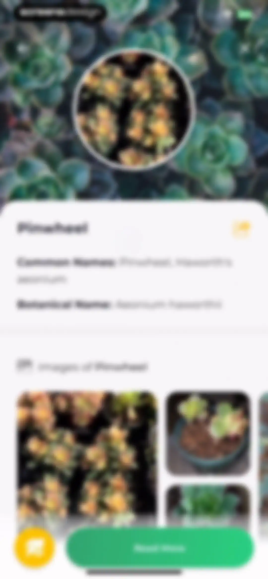 Plant Identifier: LeafSnap screen 29