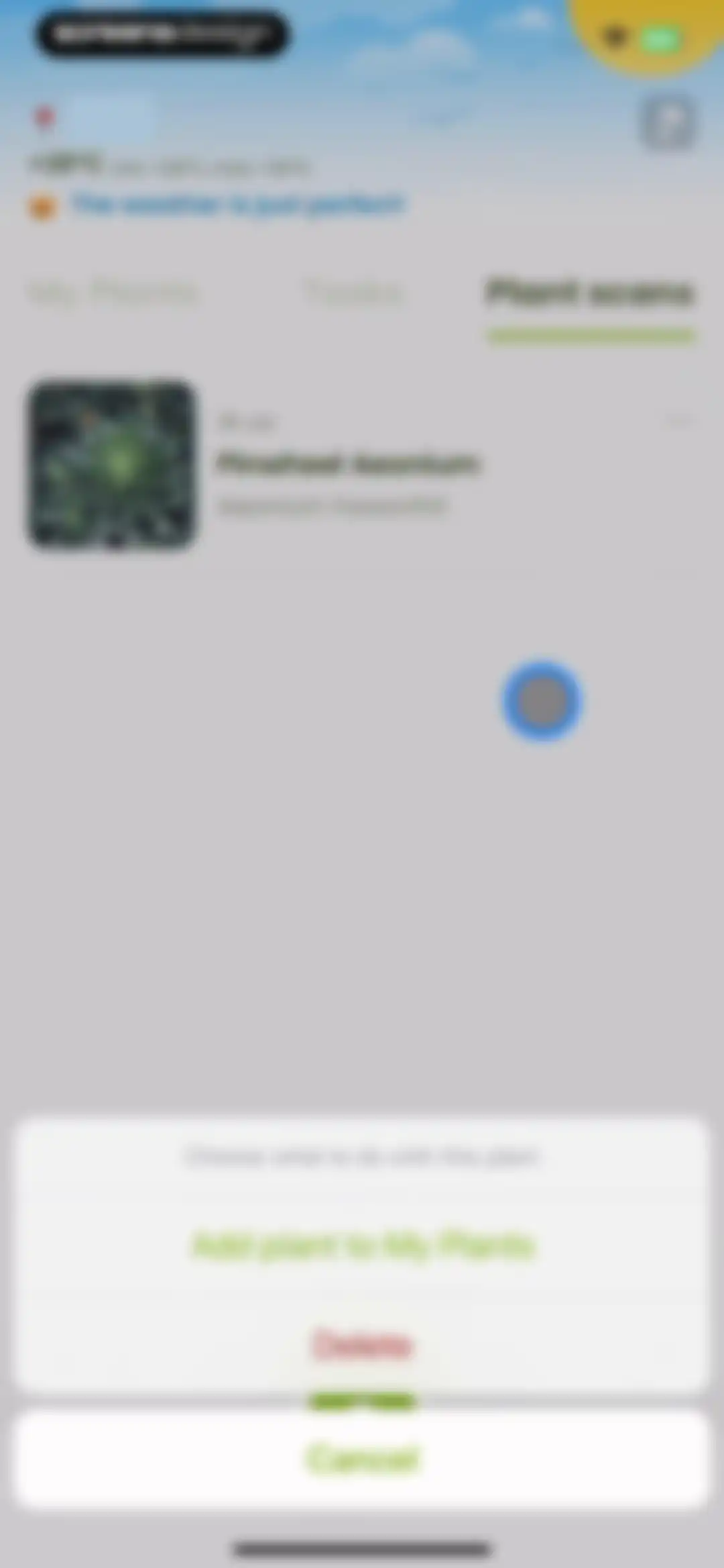 Plant Identifier & Care: Ficus screen 127