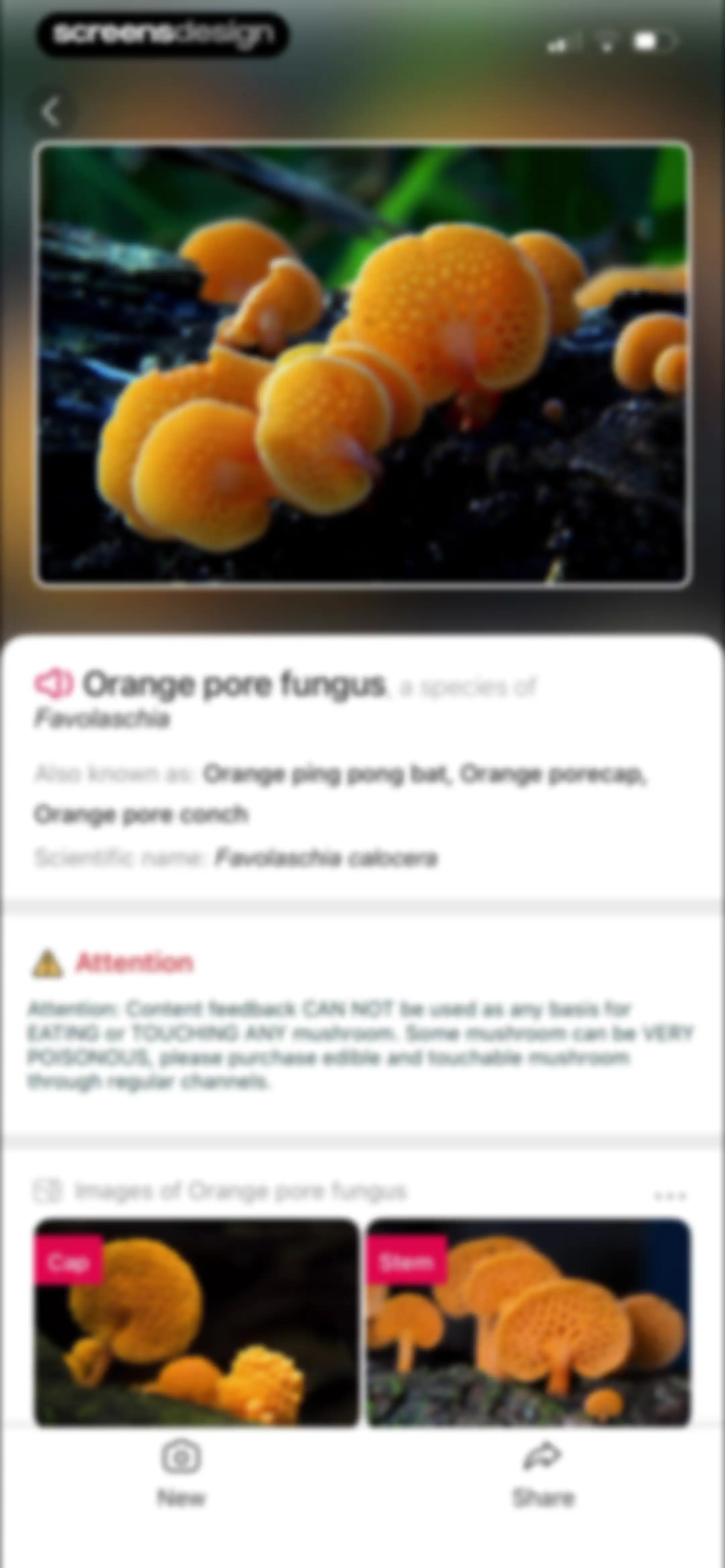 Picture Mushroom: Identifier screen 88