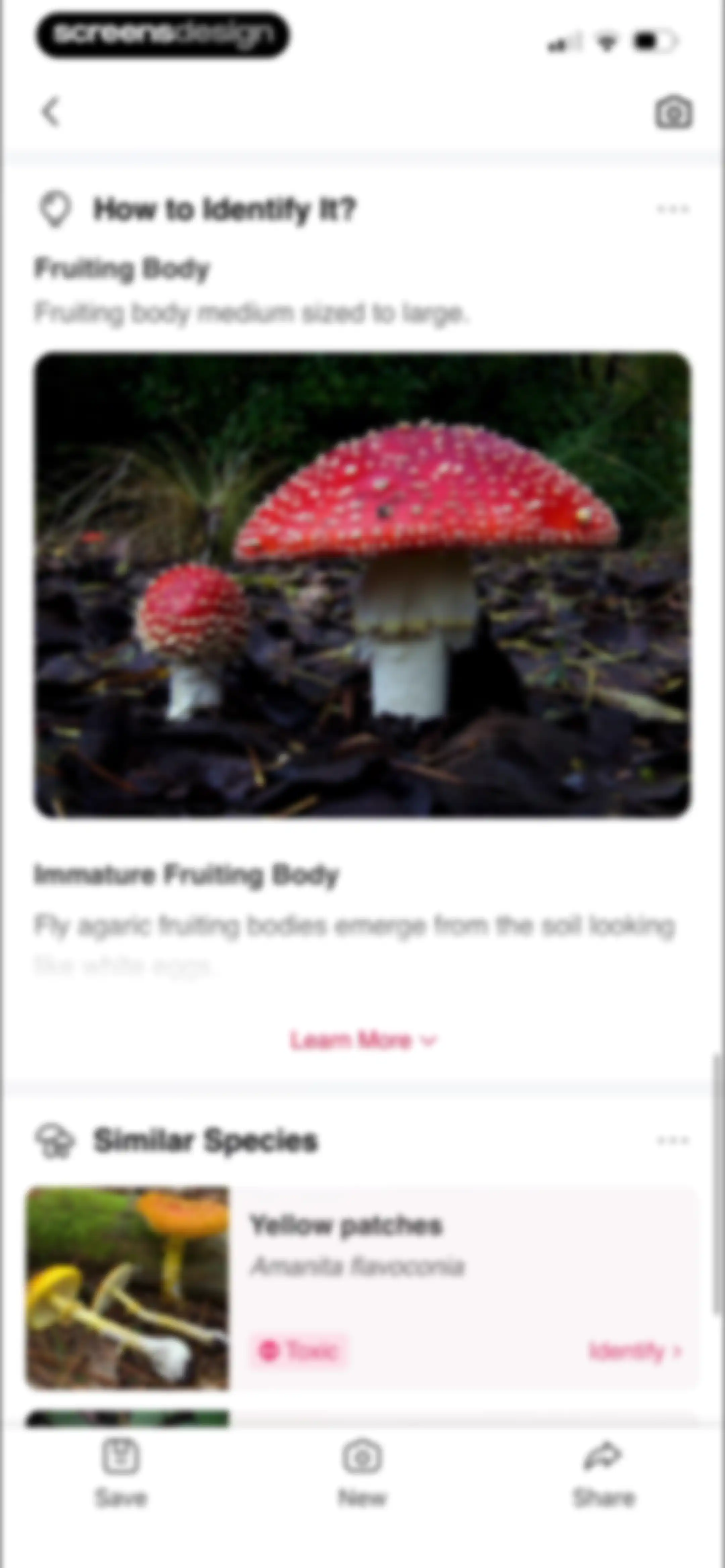 Picture Mushroom: Identifier screen 39