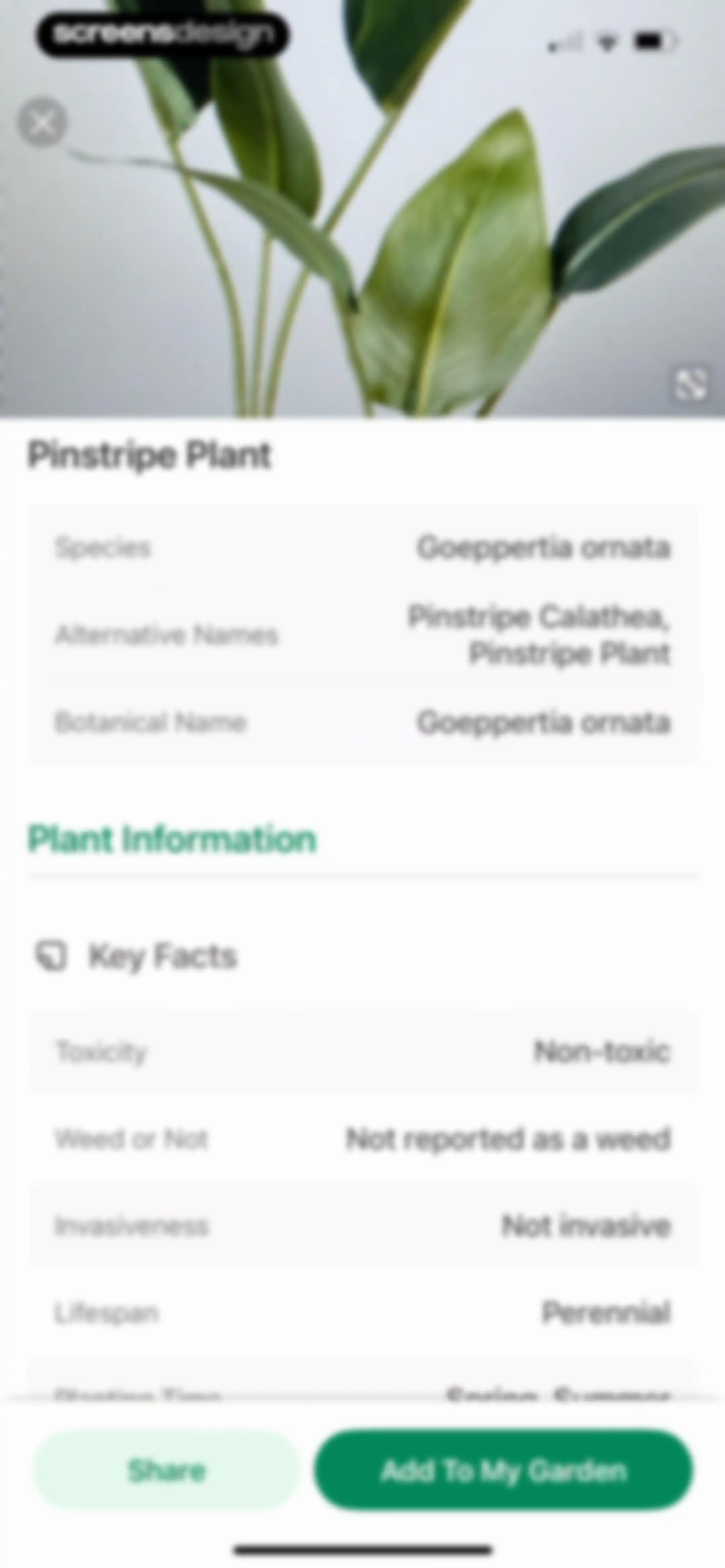 Identify My Plant Now screen 31