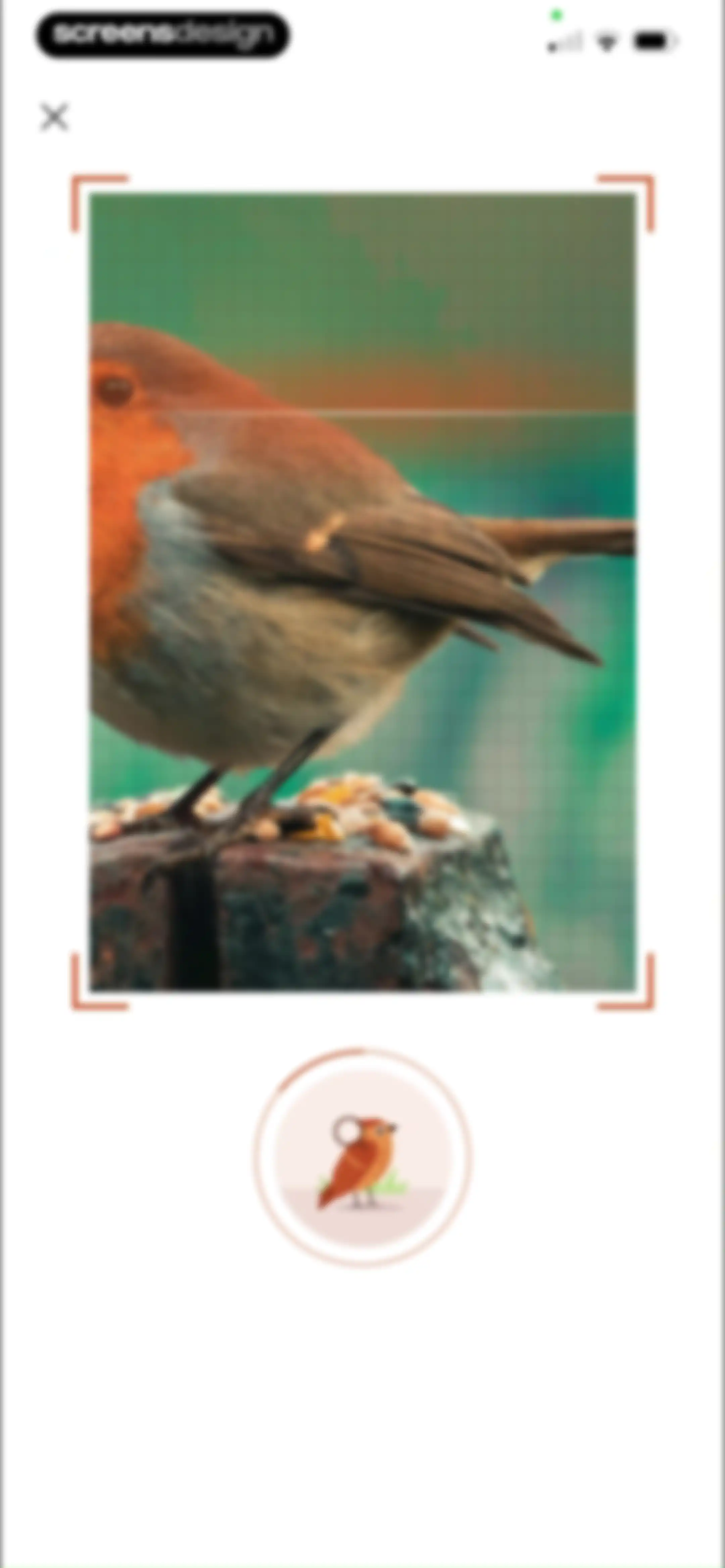 Picture Bird: Bird identifier screen 51