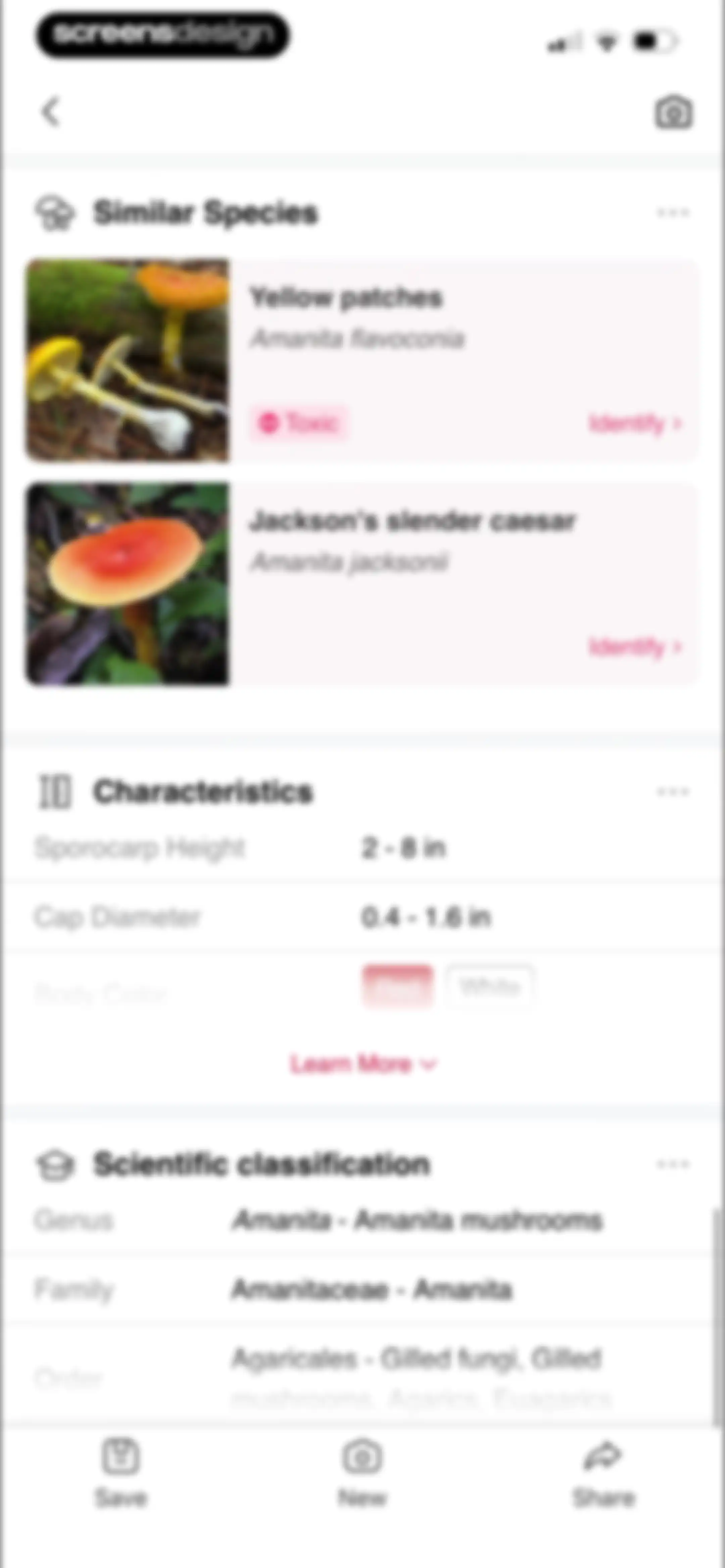 Picture Mushroom: Identifier screen 41