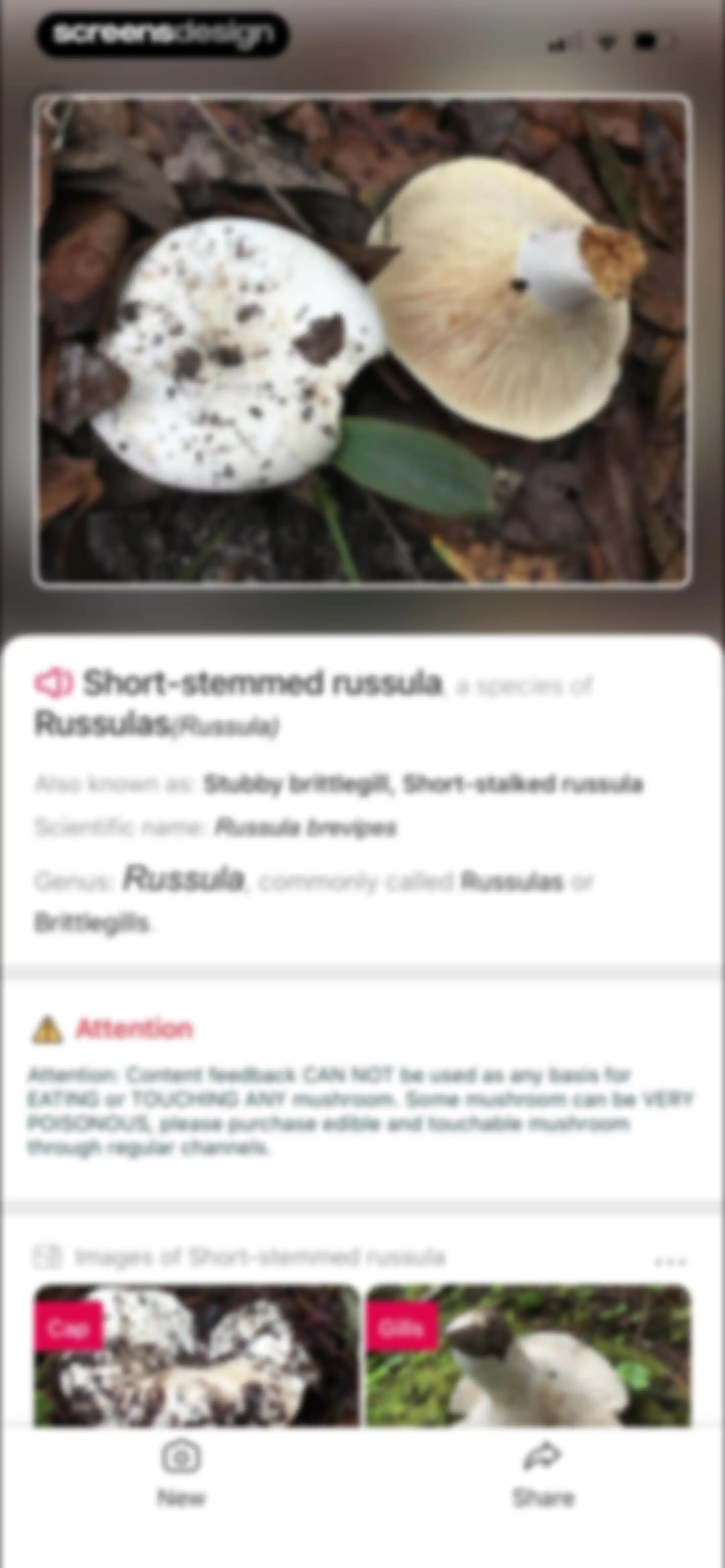 Picture Mushroom: Identifier screen 64