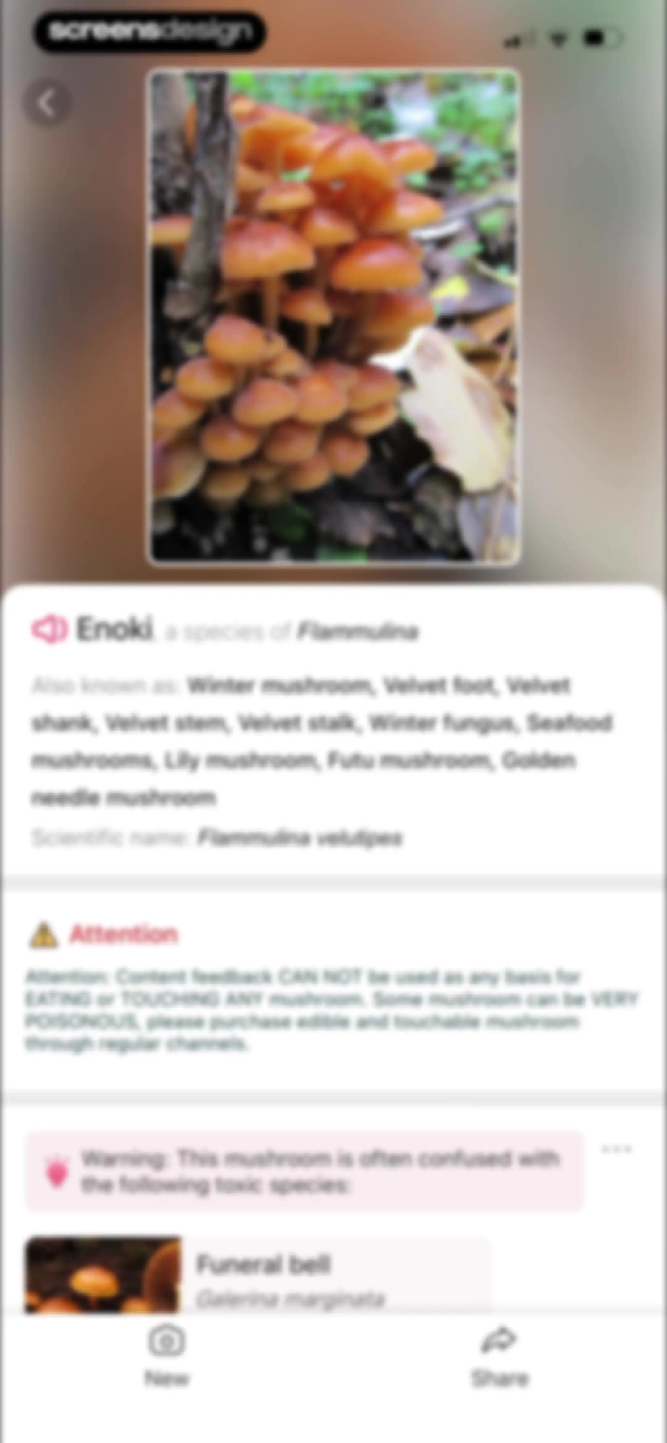 Picture Mushroom: Identifier screen 56