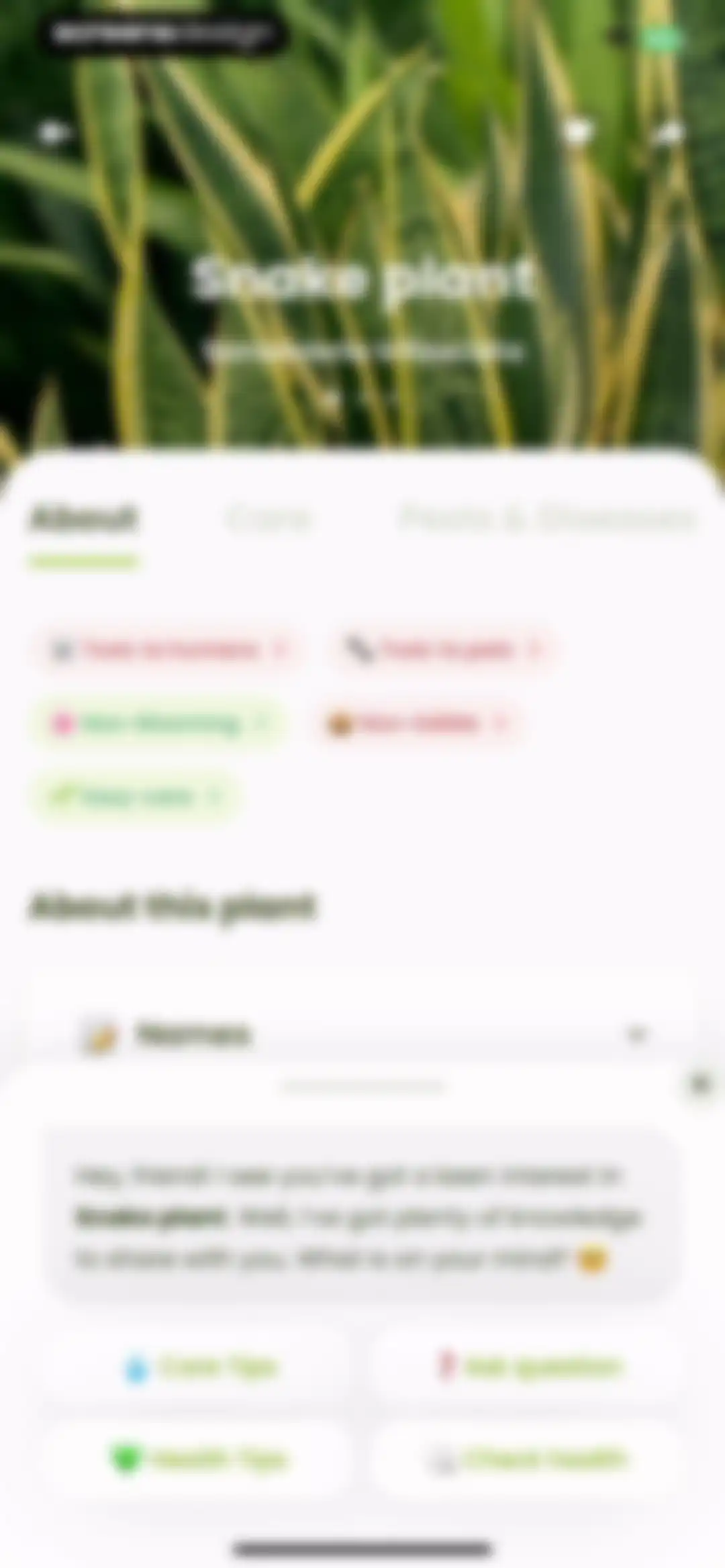 Plant Identifier & Care: Ficus screen 71