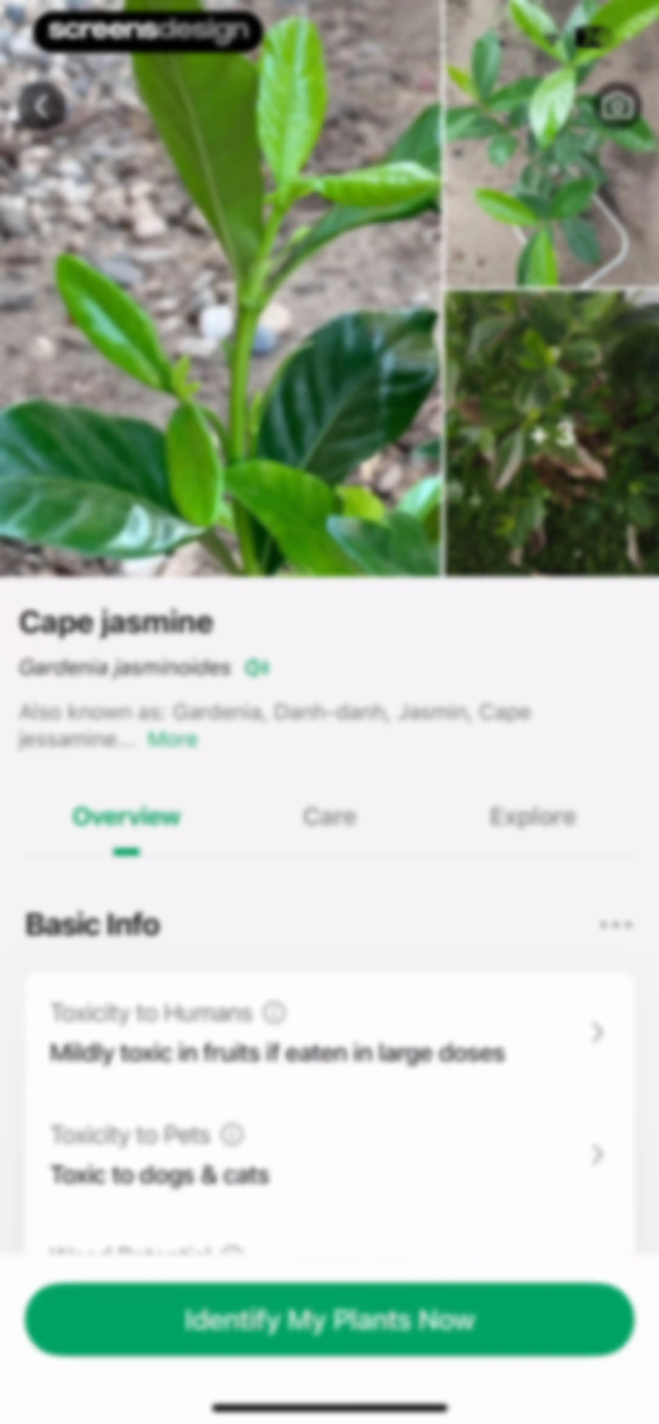 PictureThis - Plant Identifier screen 31