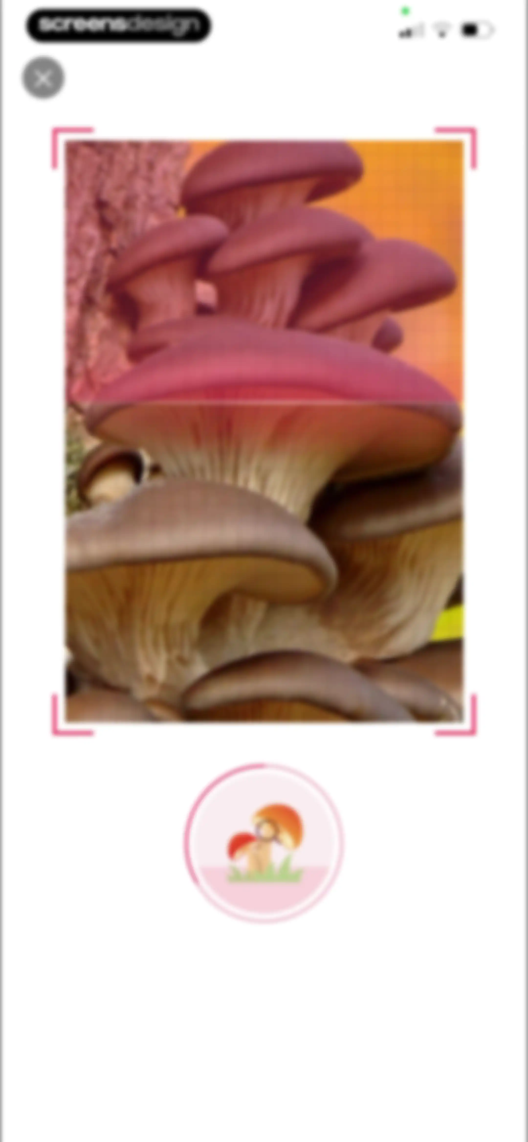 Picture Mushroom: Identifier screen 77