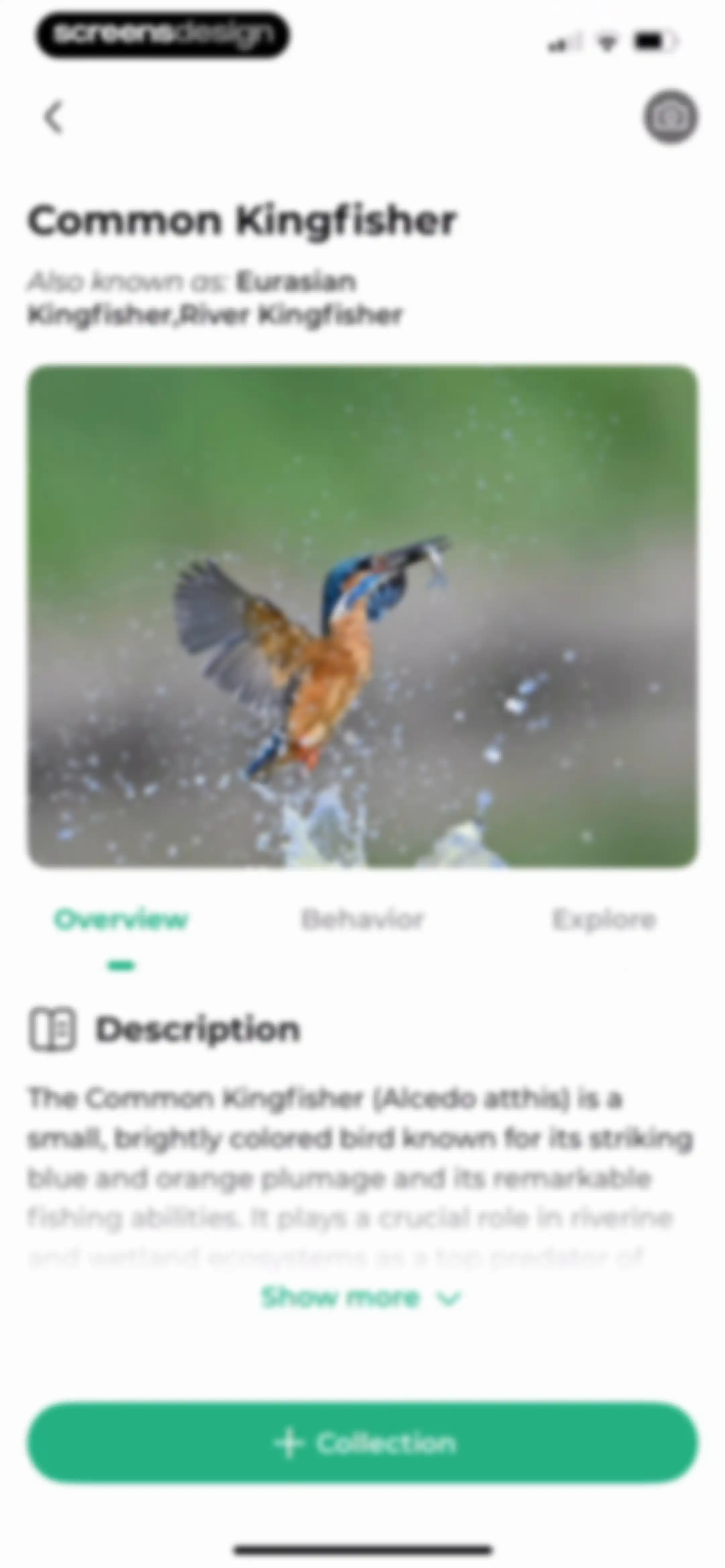 Bird Identifier: BirdScope screen 19