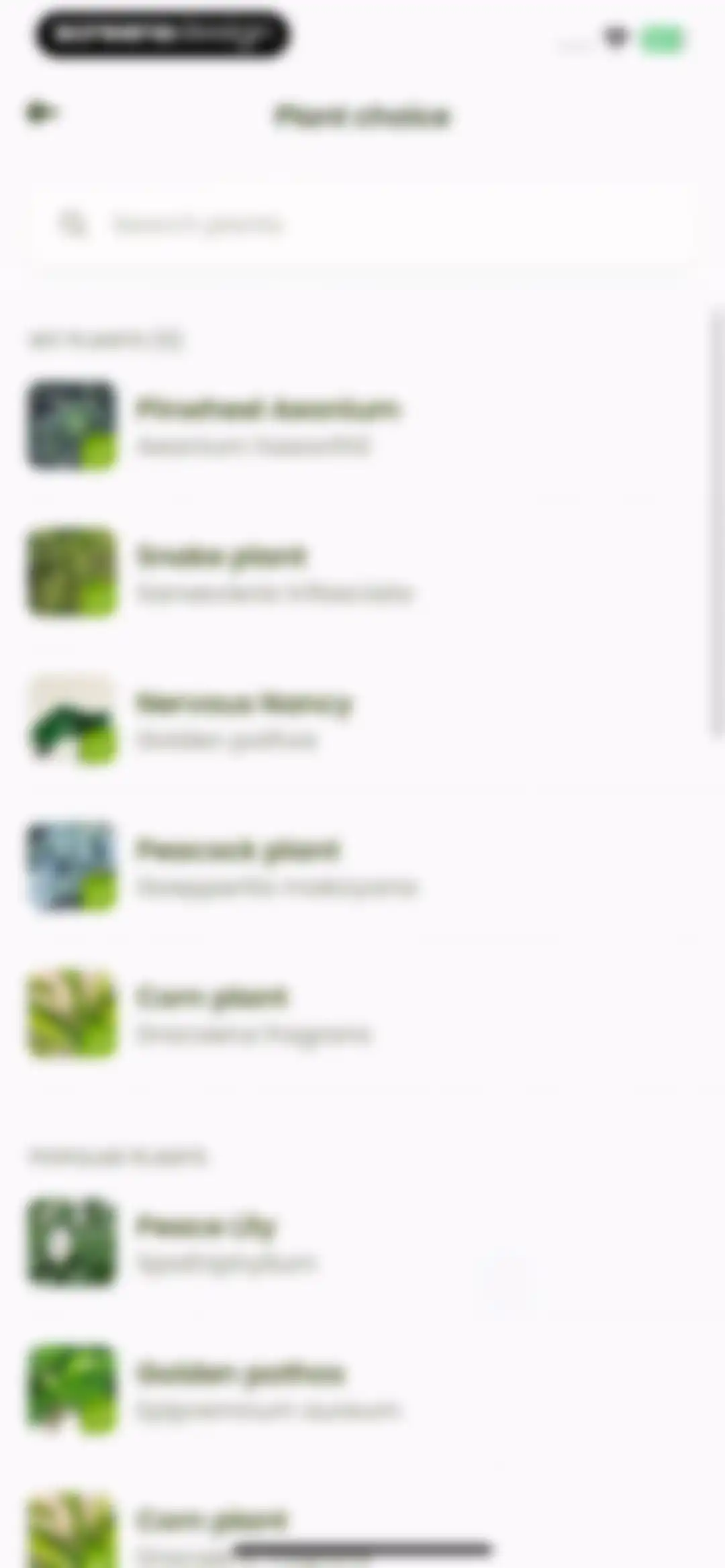 Plant Identifier & Care: Ficus screen 82