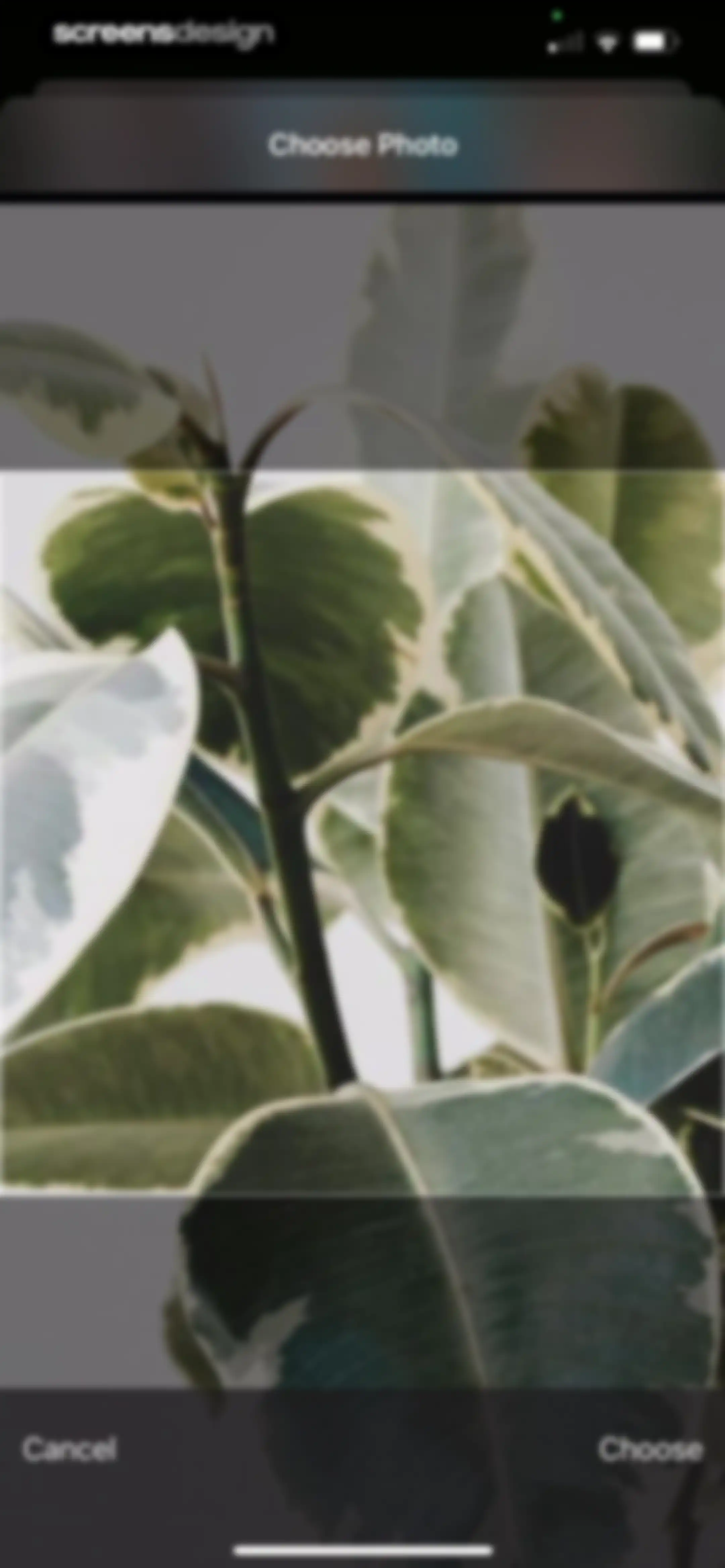 Plant Identifier & Care App screen 49