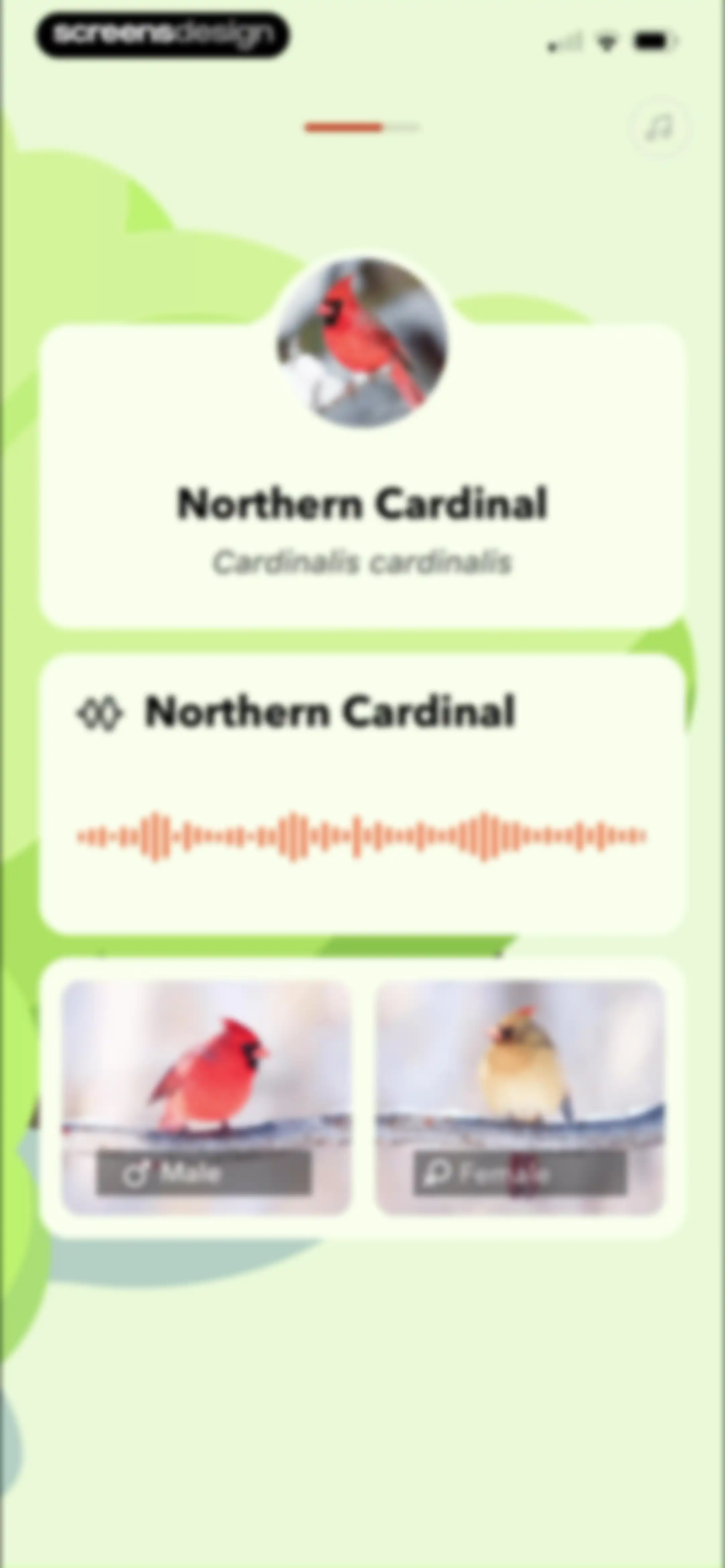 Picture Bird: Bird identifier screen 9