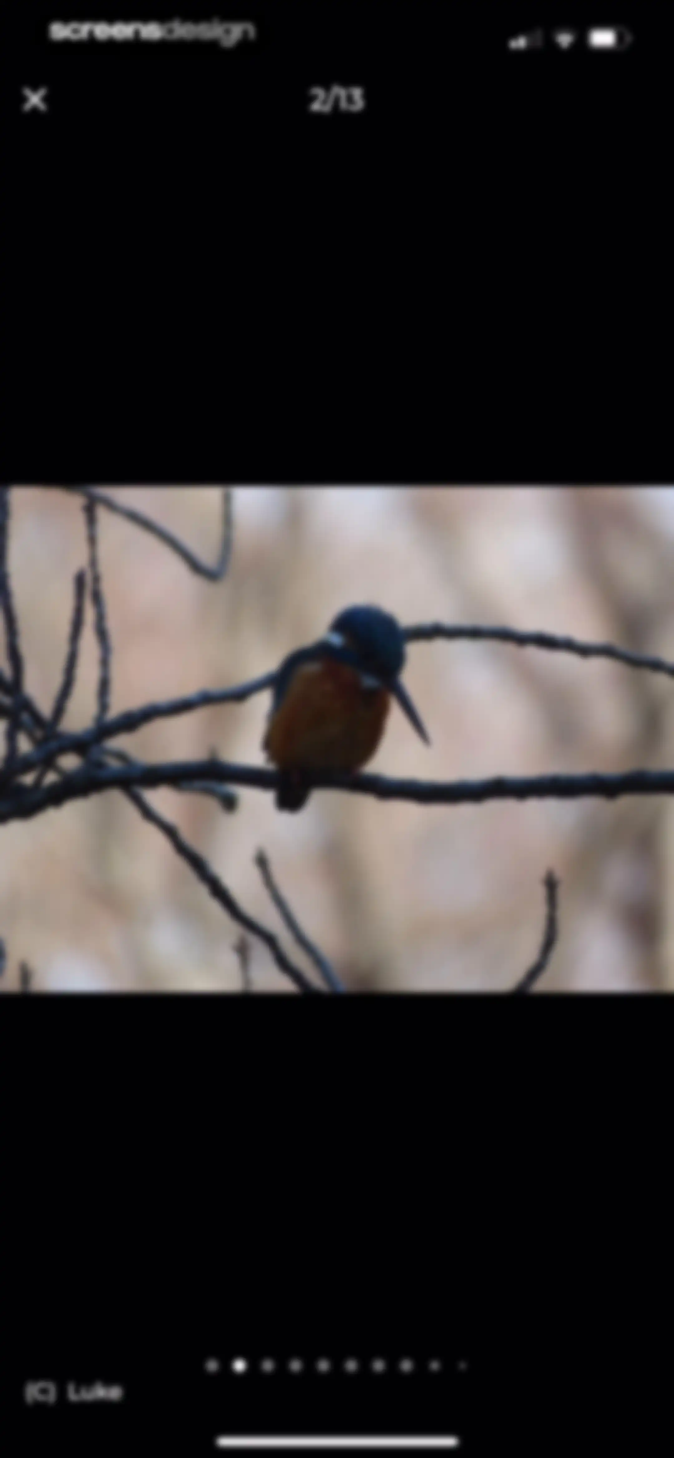 Bird Identifier: BirdScope screen 23