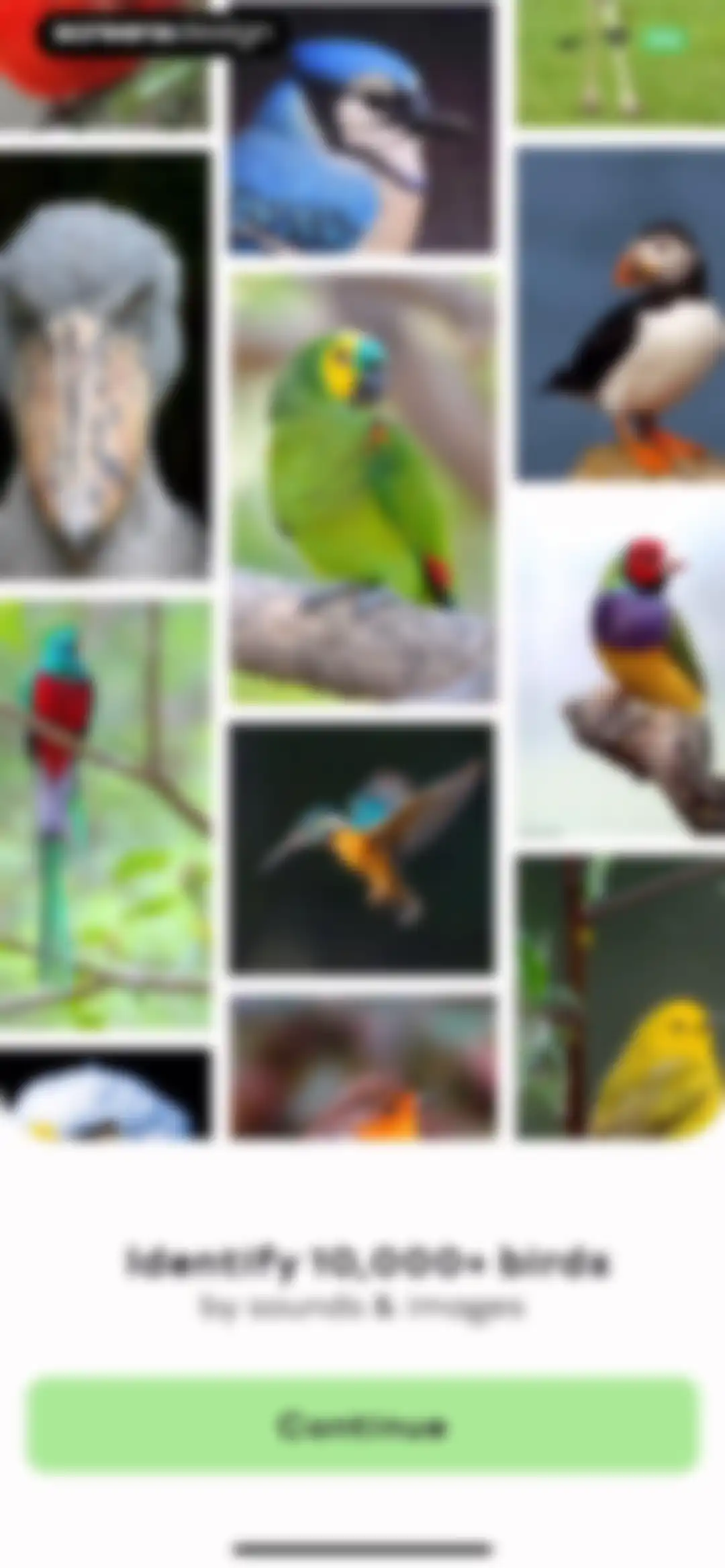 Bird Sounds Identifier Call ID screen 3