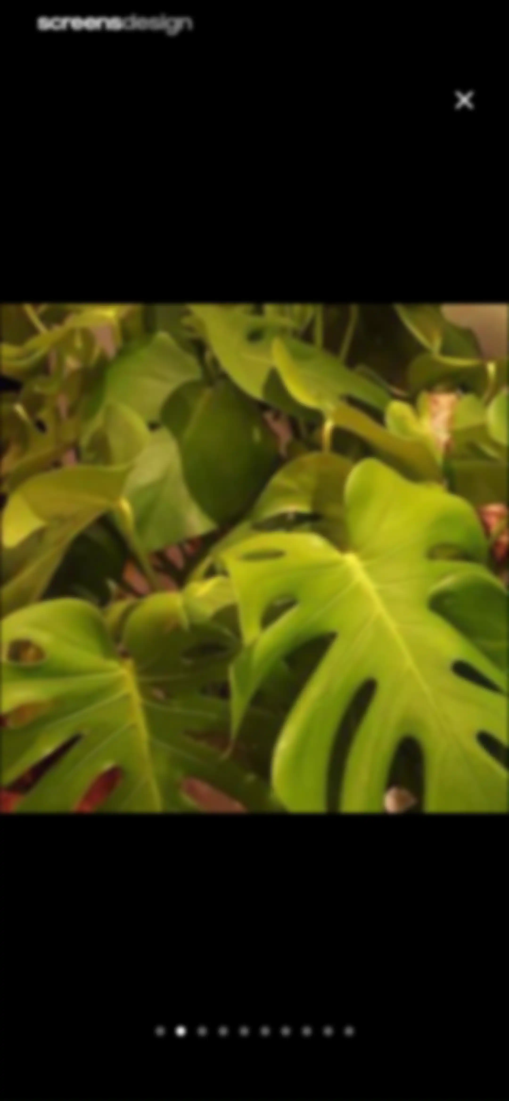 Planto: Plant Identifier screen 14