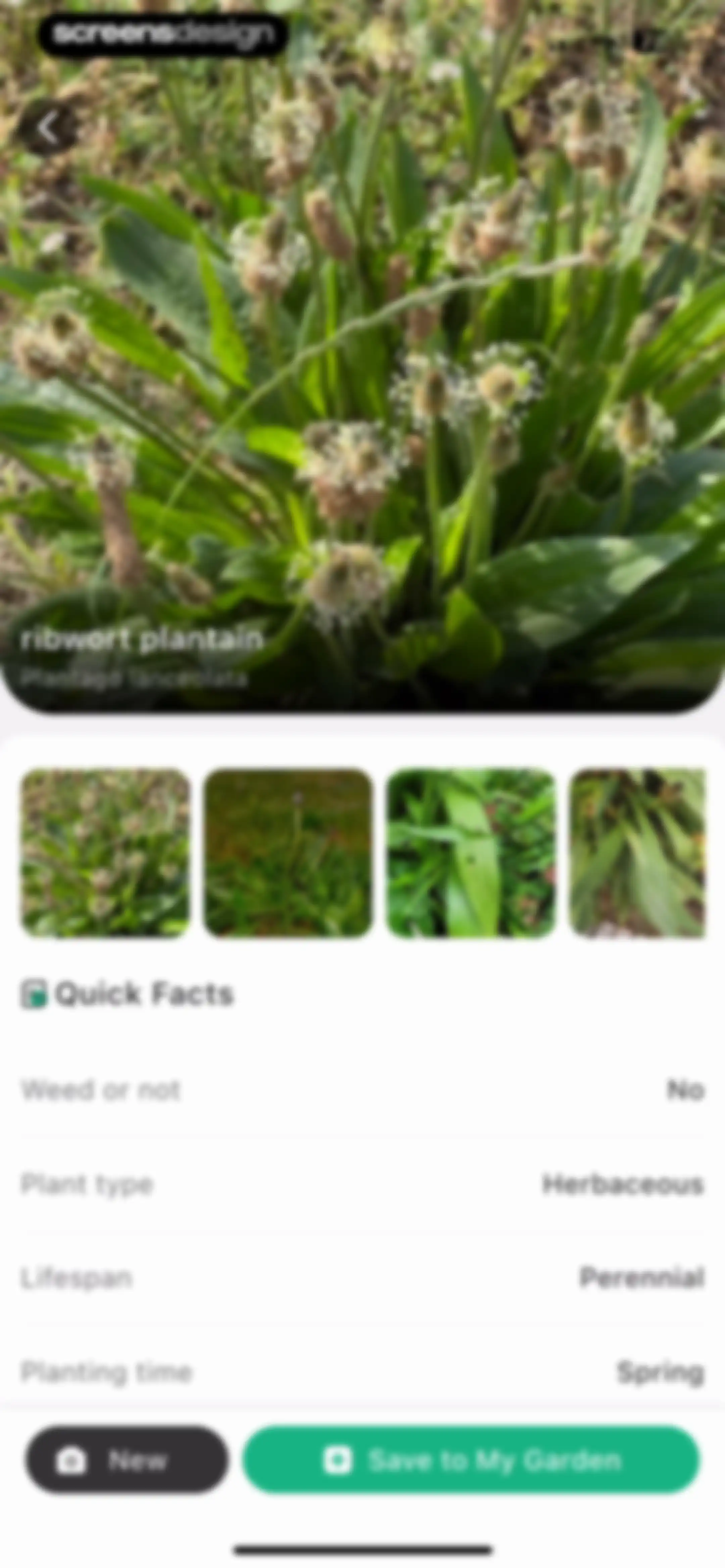Plant Identifier: ChatPlant AI screen 54