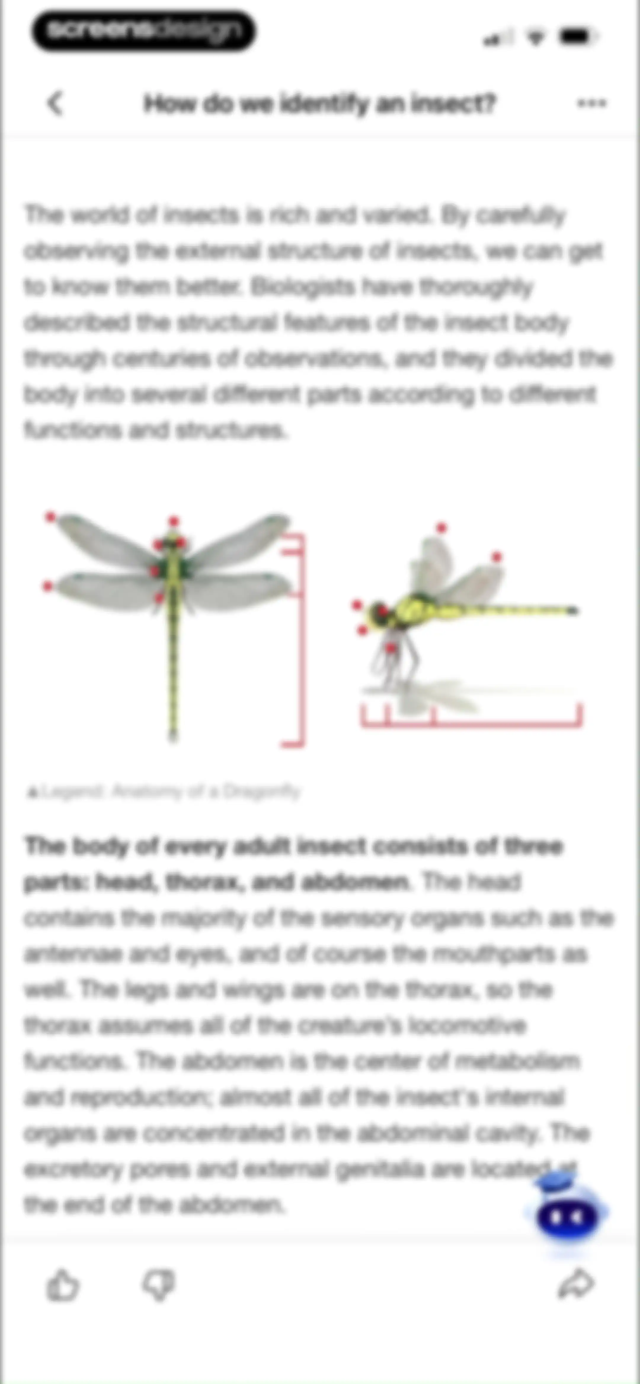 Picture Insect: Bug Identifier screen 80
