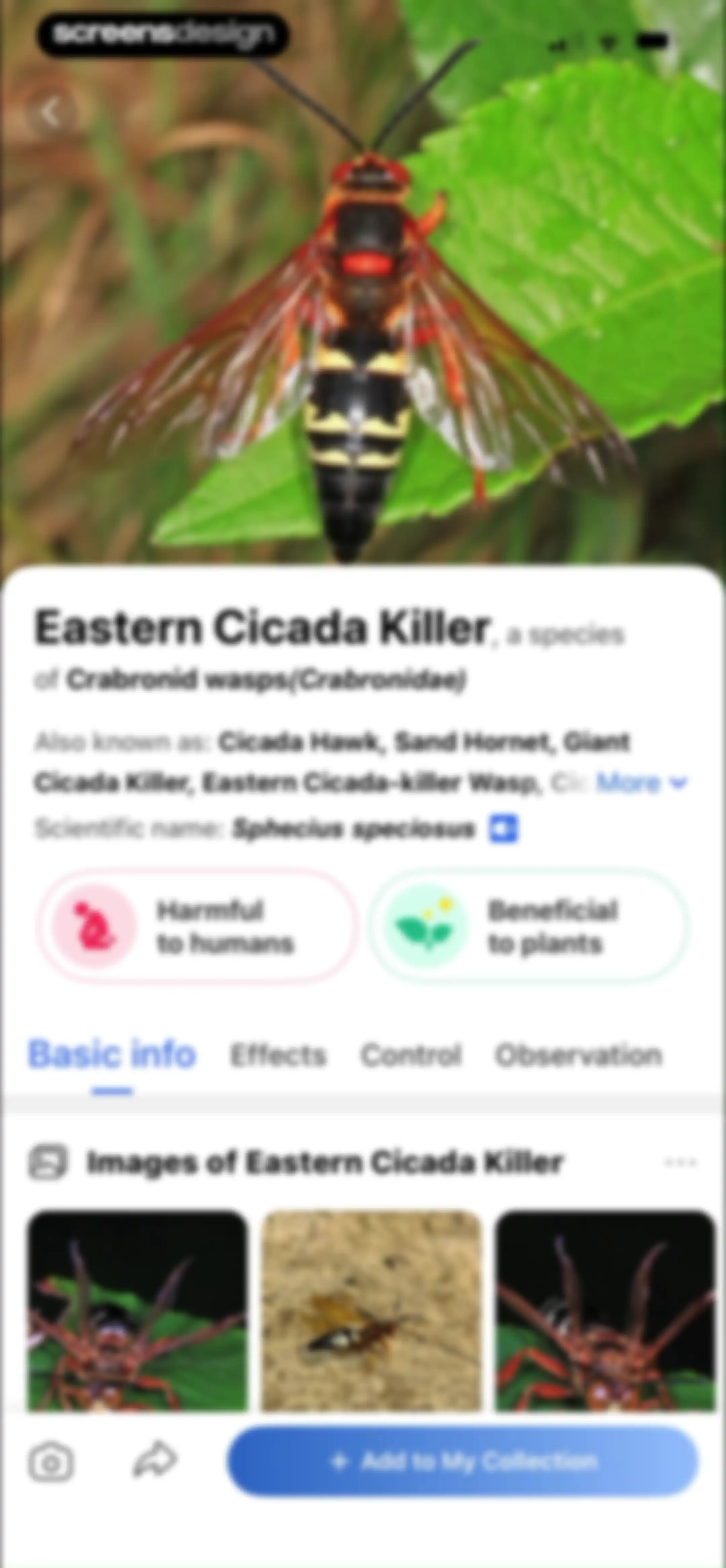 Picture Insect: Bug Identifier screen 23