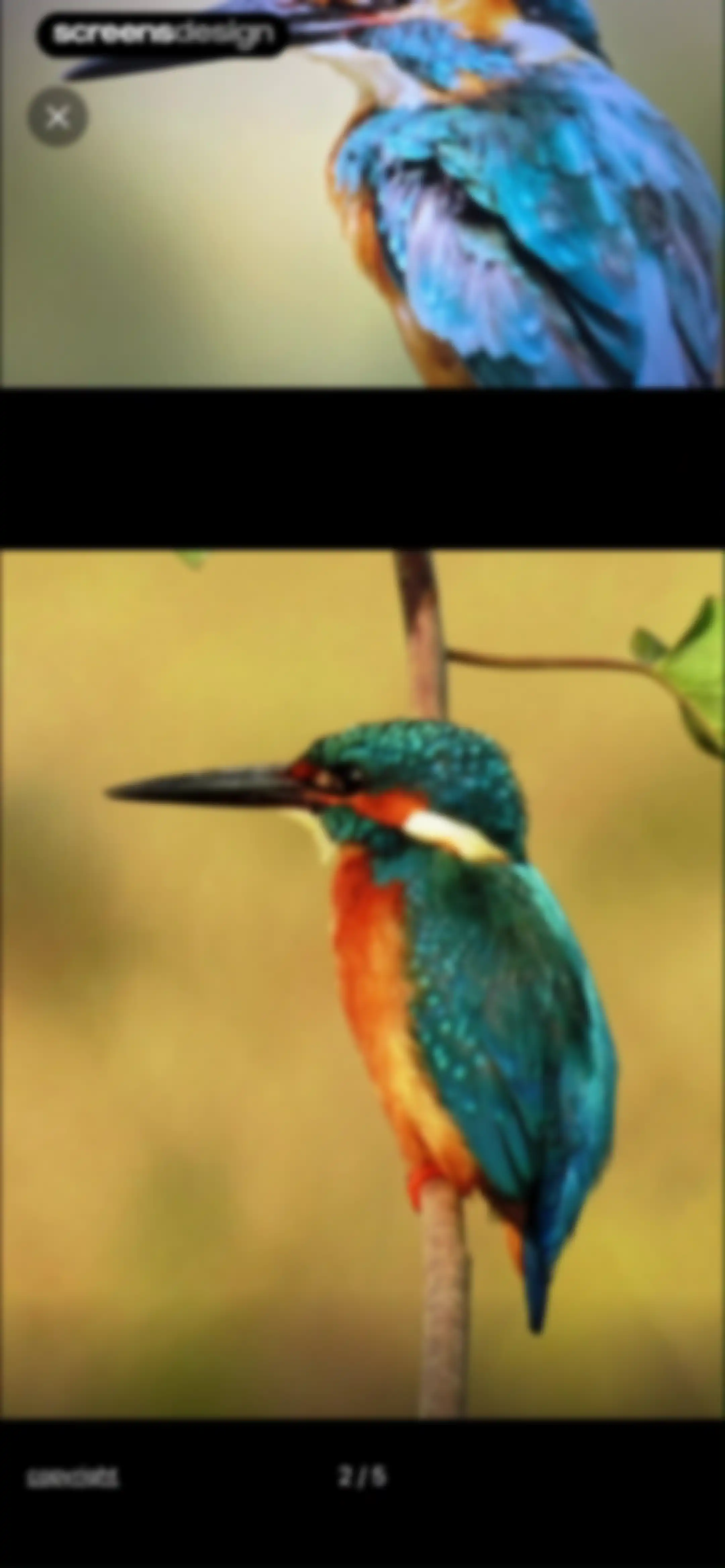 Picture Bird: Bird identifier screen 32