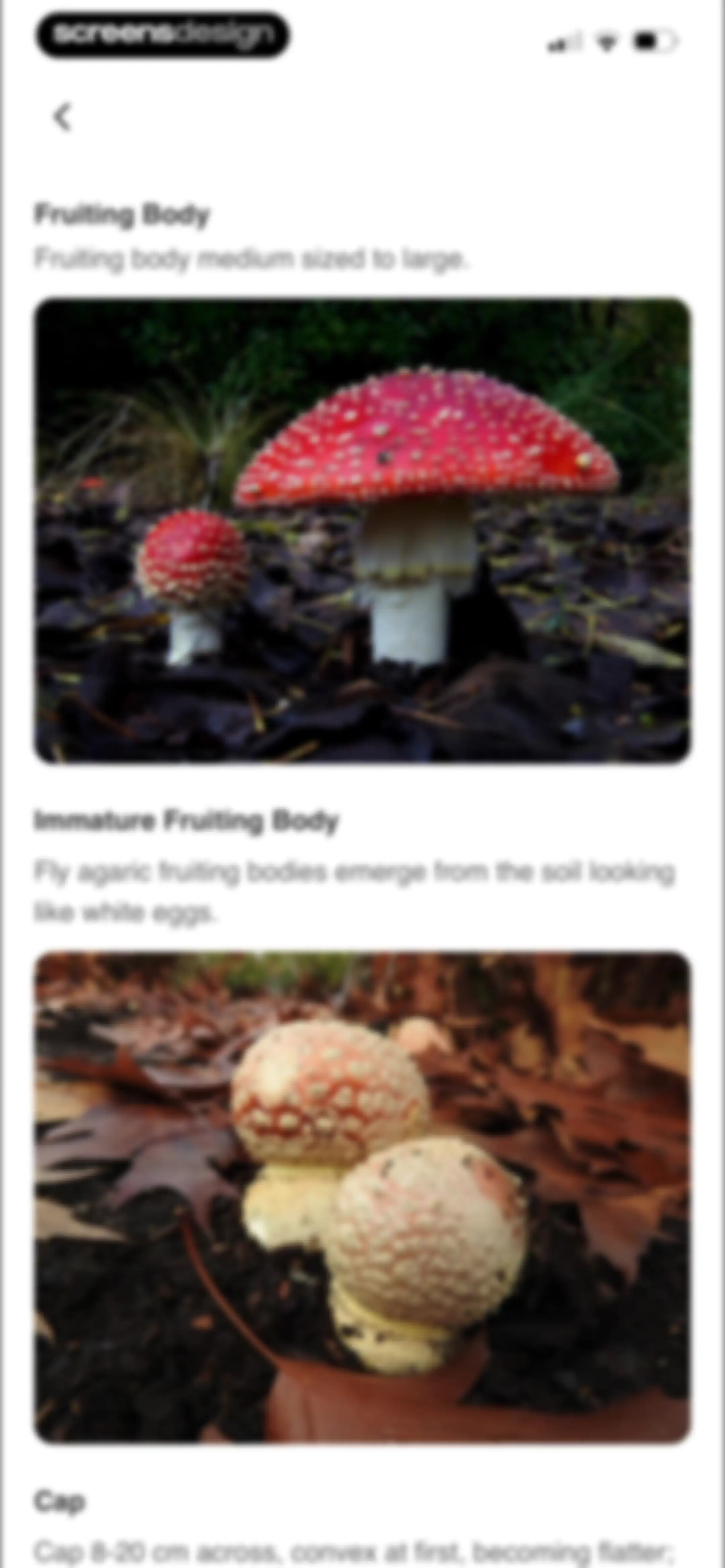 Picture Mushroom: Identifier screen 40