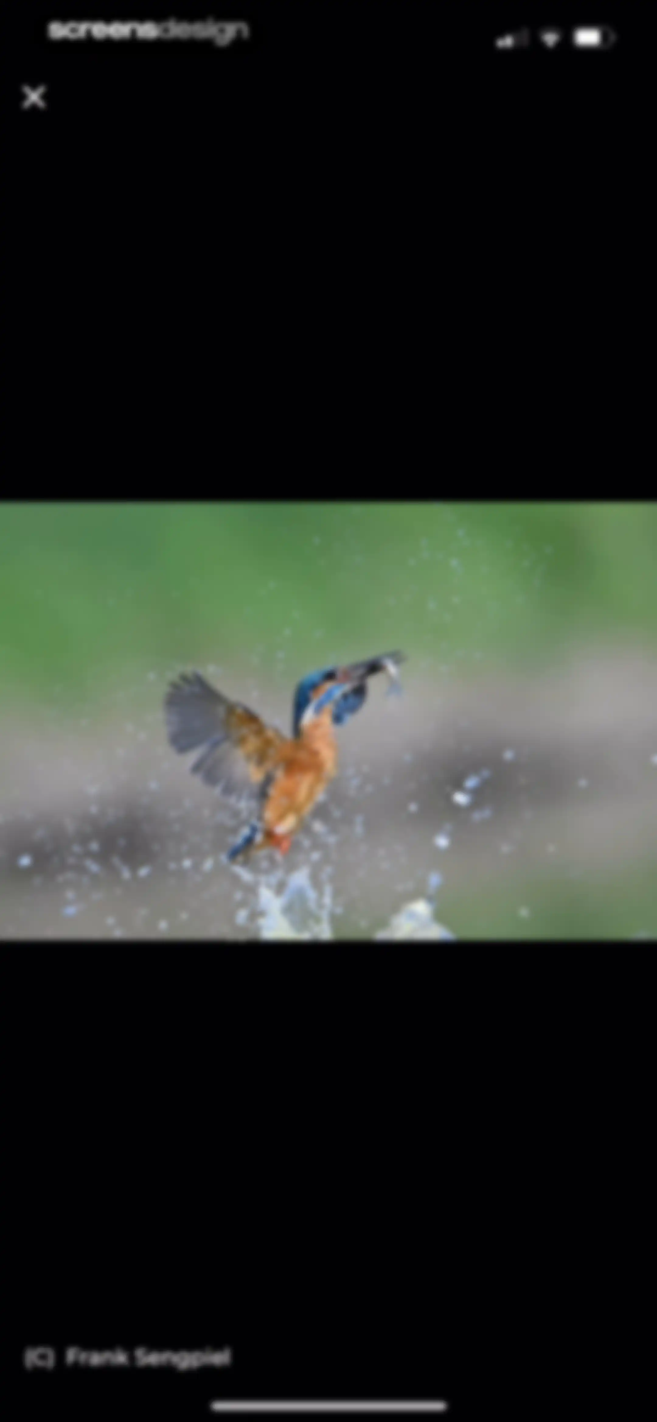 Bird Identifier: BirdScope screen 21