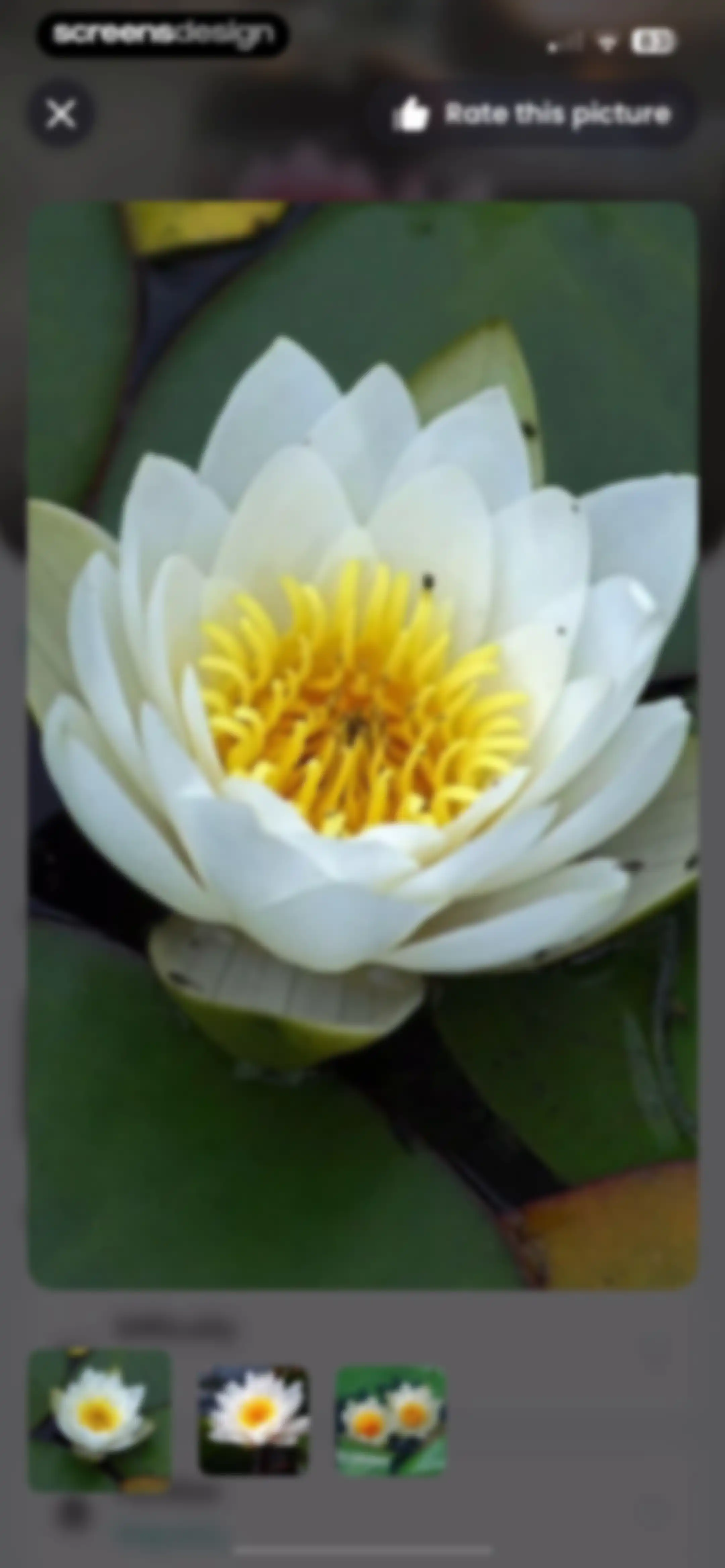 PlantIn: Plant Identifier・Care screen 39
