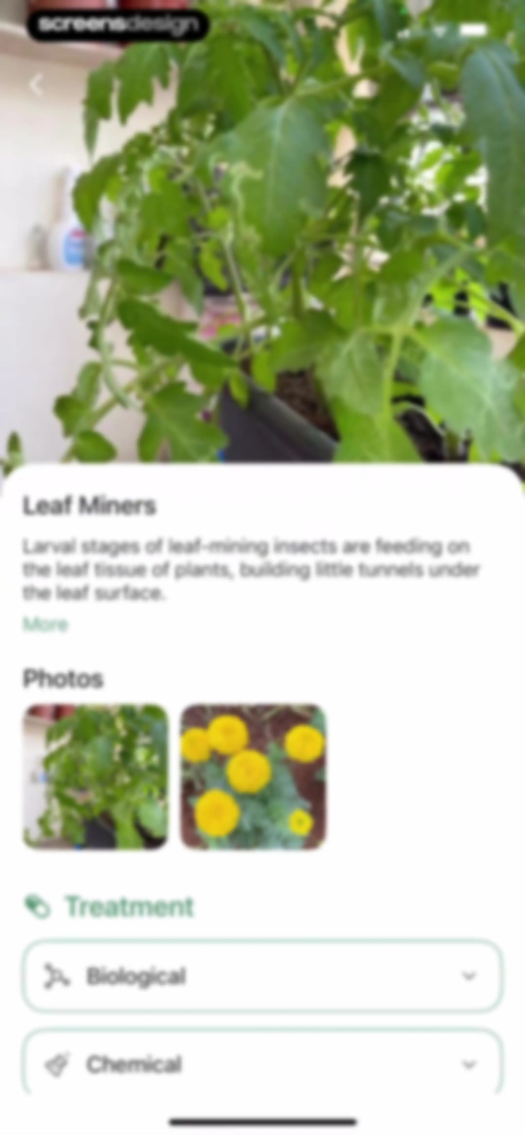Verde Finder : identify plants screen 55