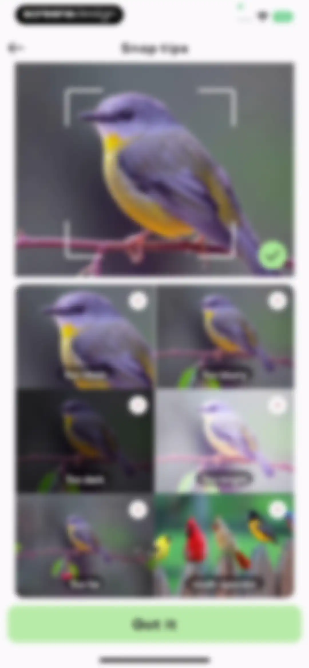 Bird Sounds Identifier Call ID screen 12