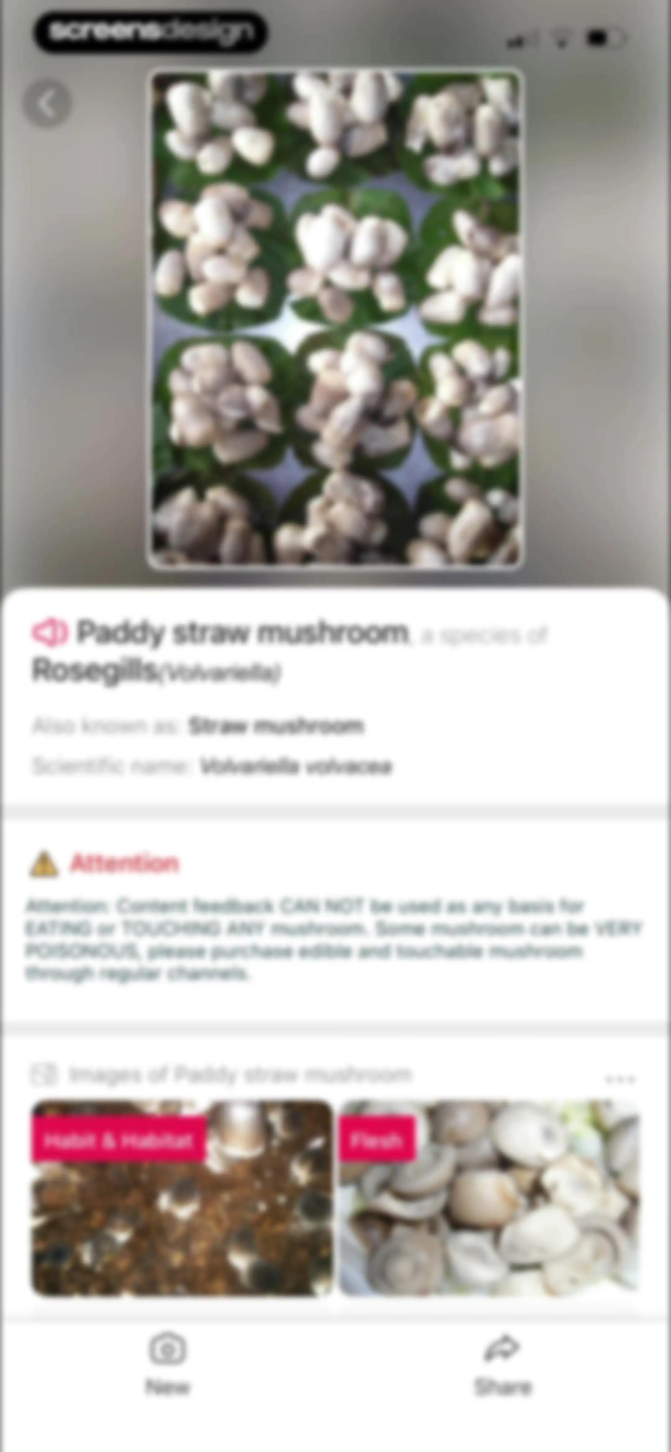 Picture Mushroom: Identifier screen 86