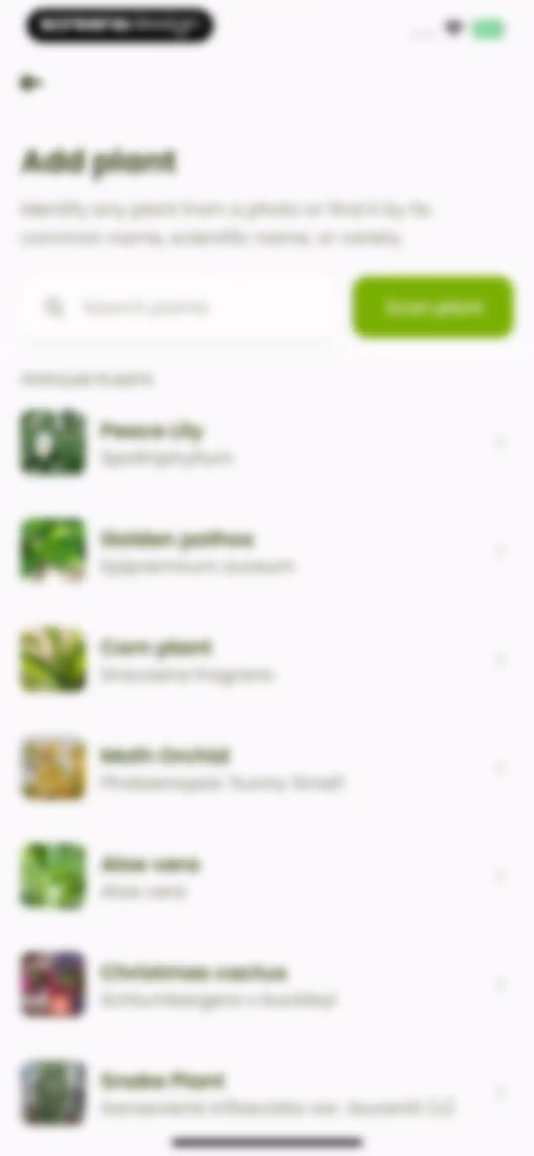 Plant Identifier & Care: Ficus screen 20