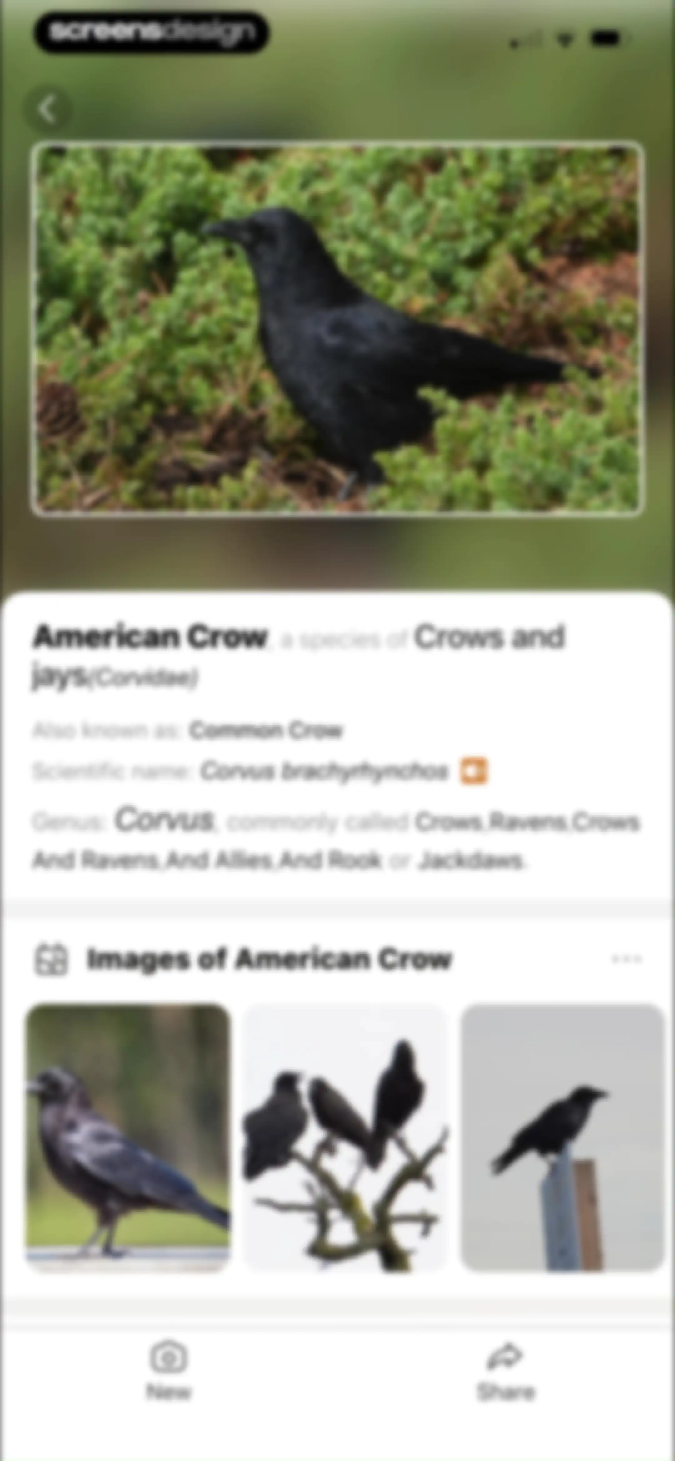 Picture Bird: Bird identifier screen 72