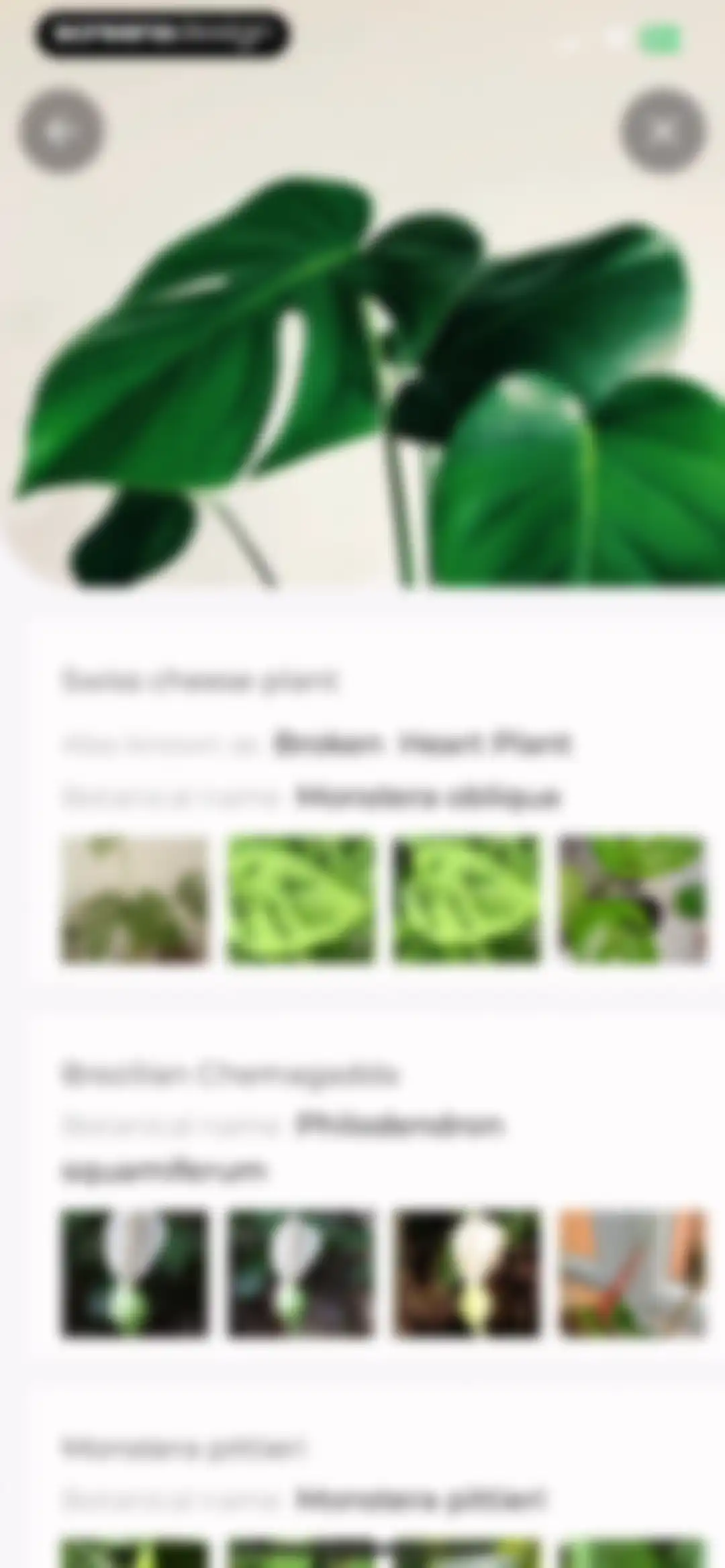 Plant Identifier: LeafSnap screen 12