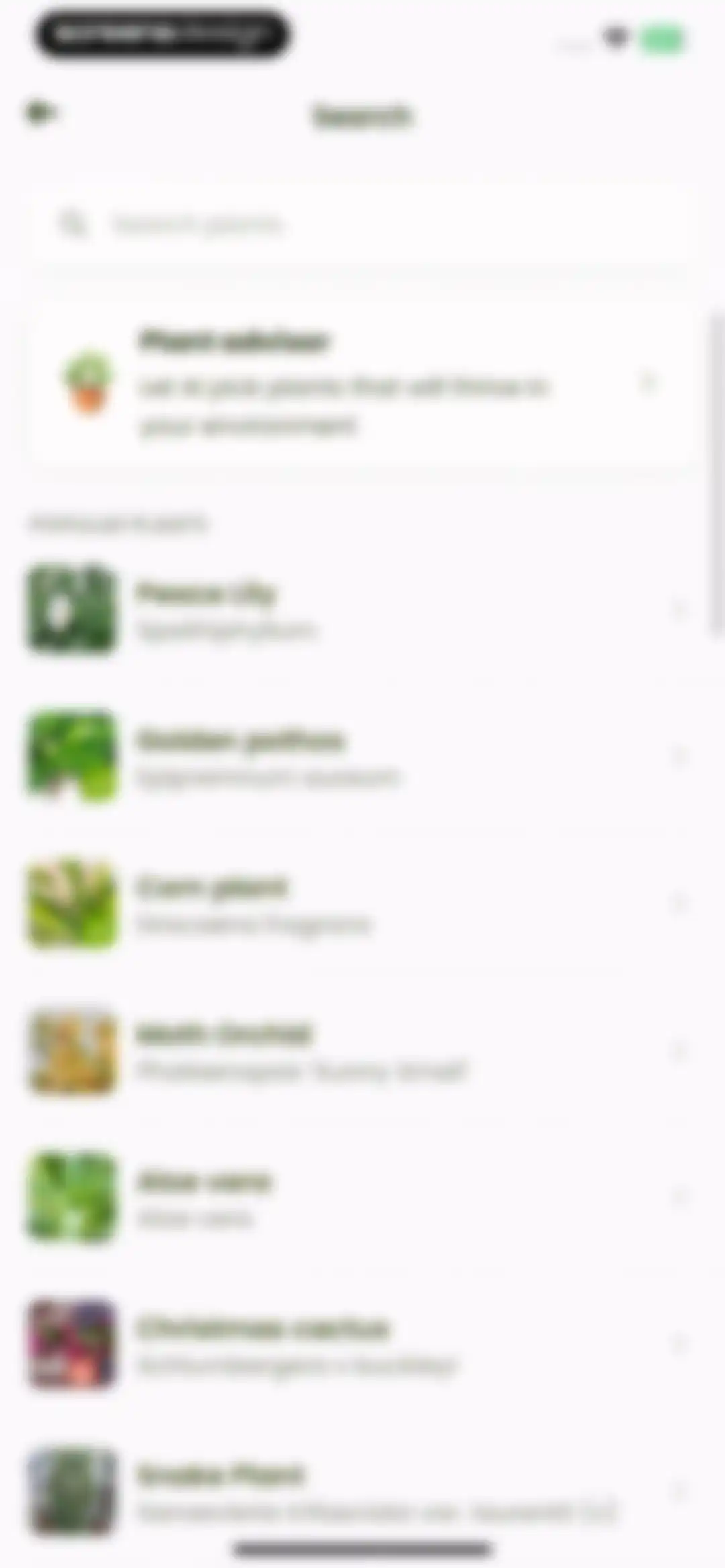 Plant Identifier & Care: Ficus screen 69