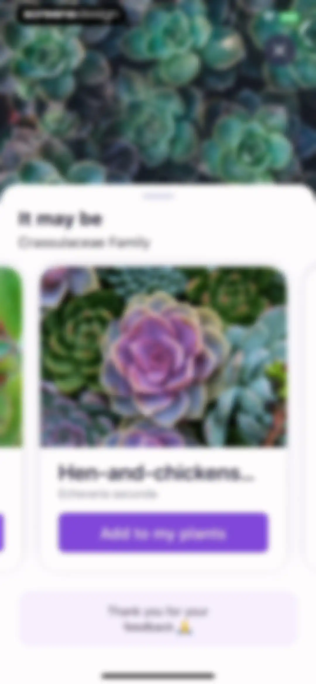 AI Plant Identifier・Care－Lily screen 16