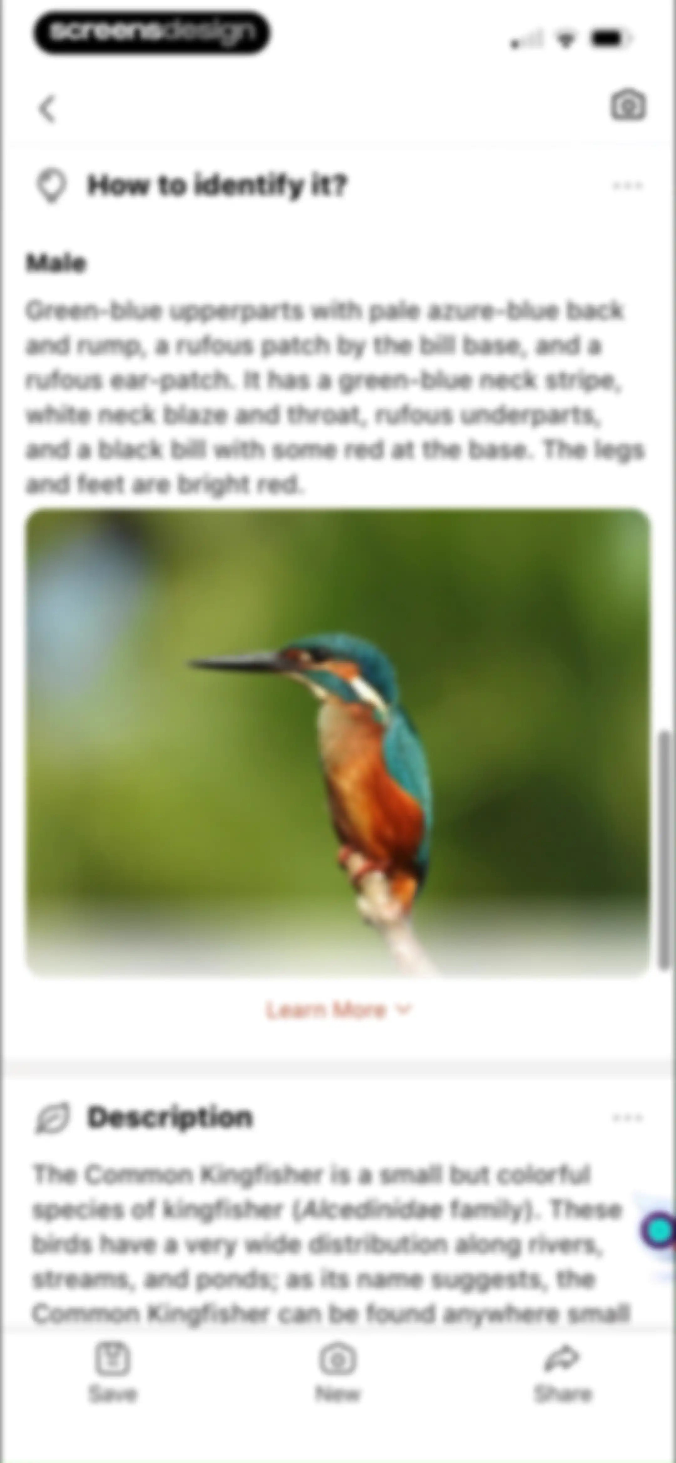 Picture Bird: Bird identifier screen 40