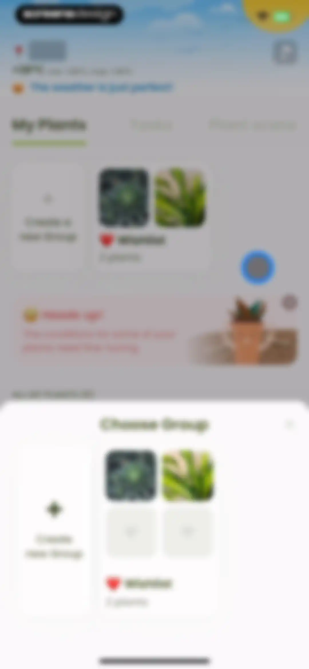 Plant Identifier & Care: Ficus screen 123