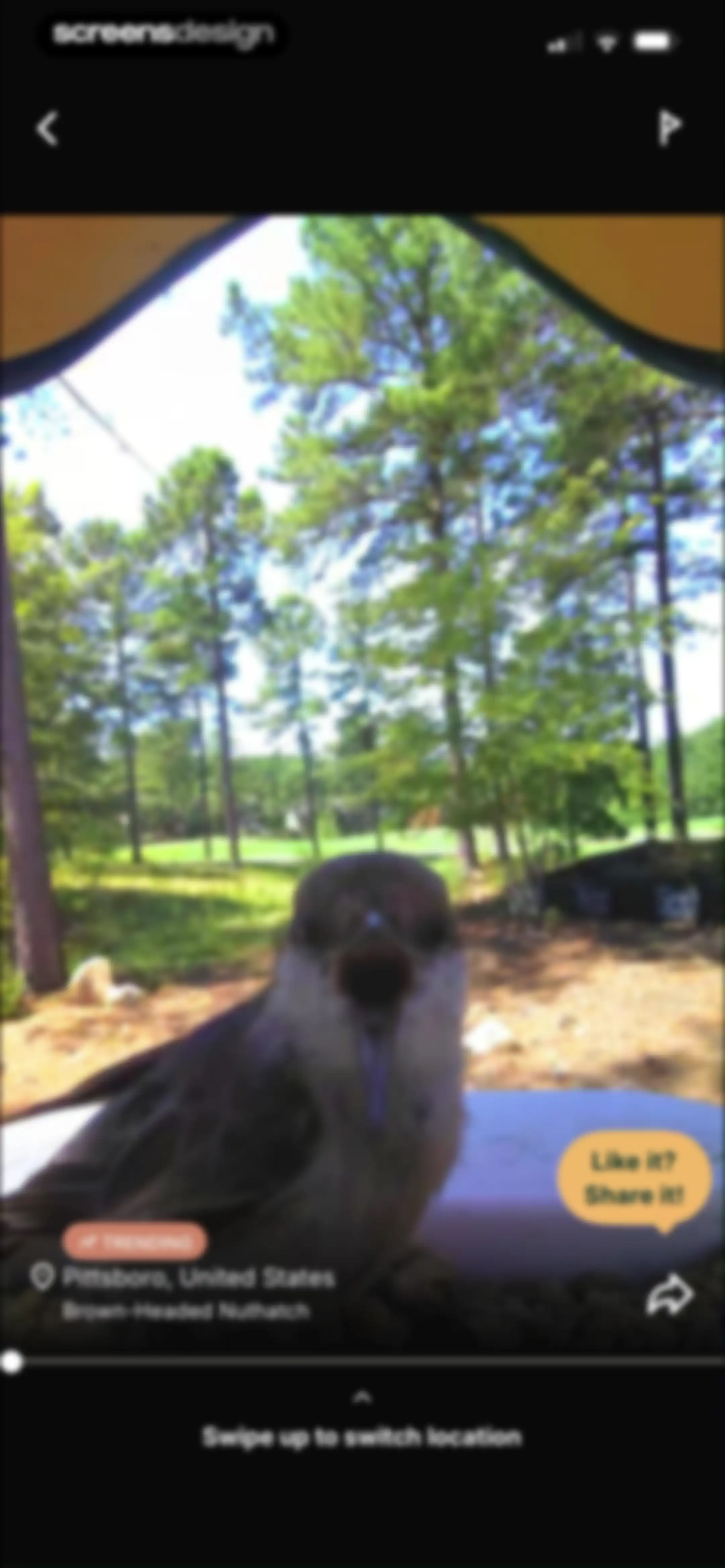 Birdbuddy: ID & Collect Birds screen 93