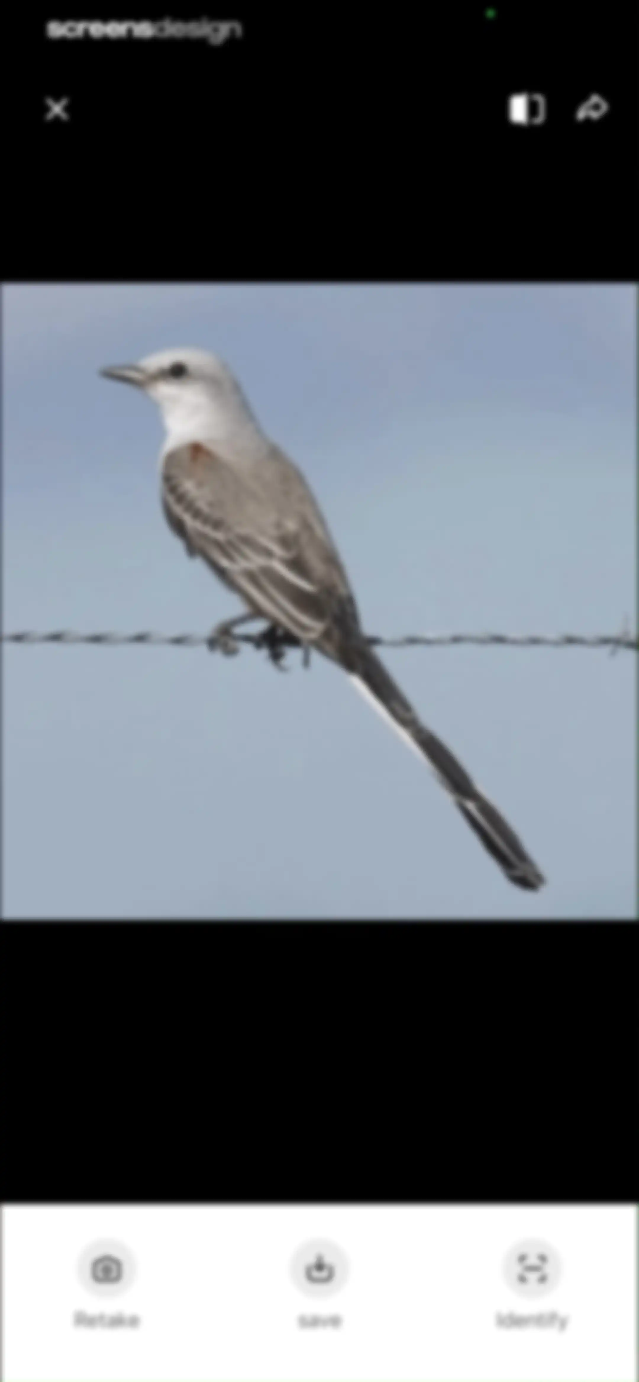 Picture Bird: Bird identifier screen 85