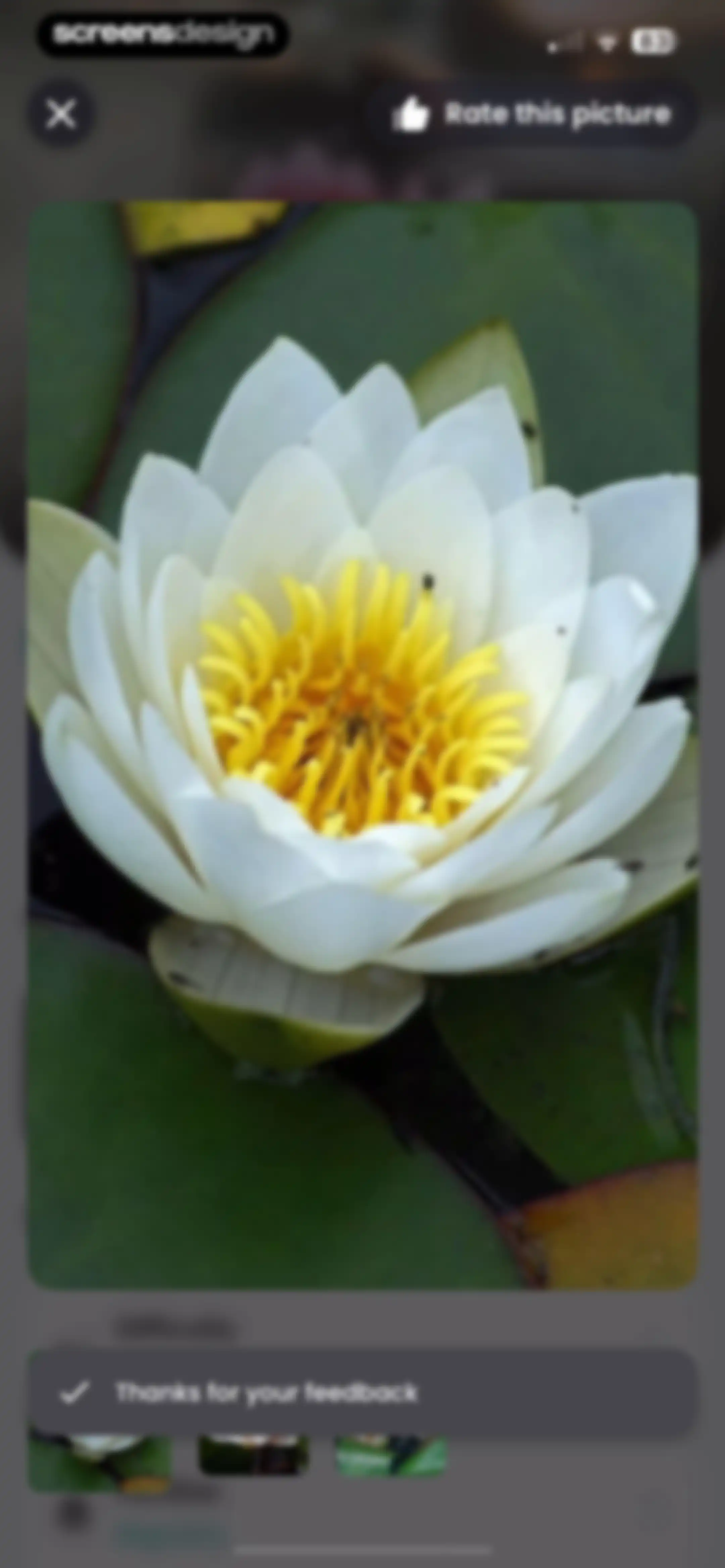 PlantIn: Plant Identifier・Care screen 41
